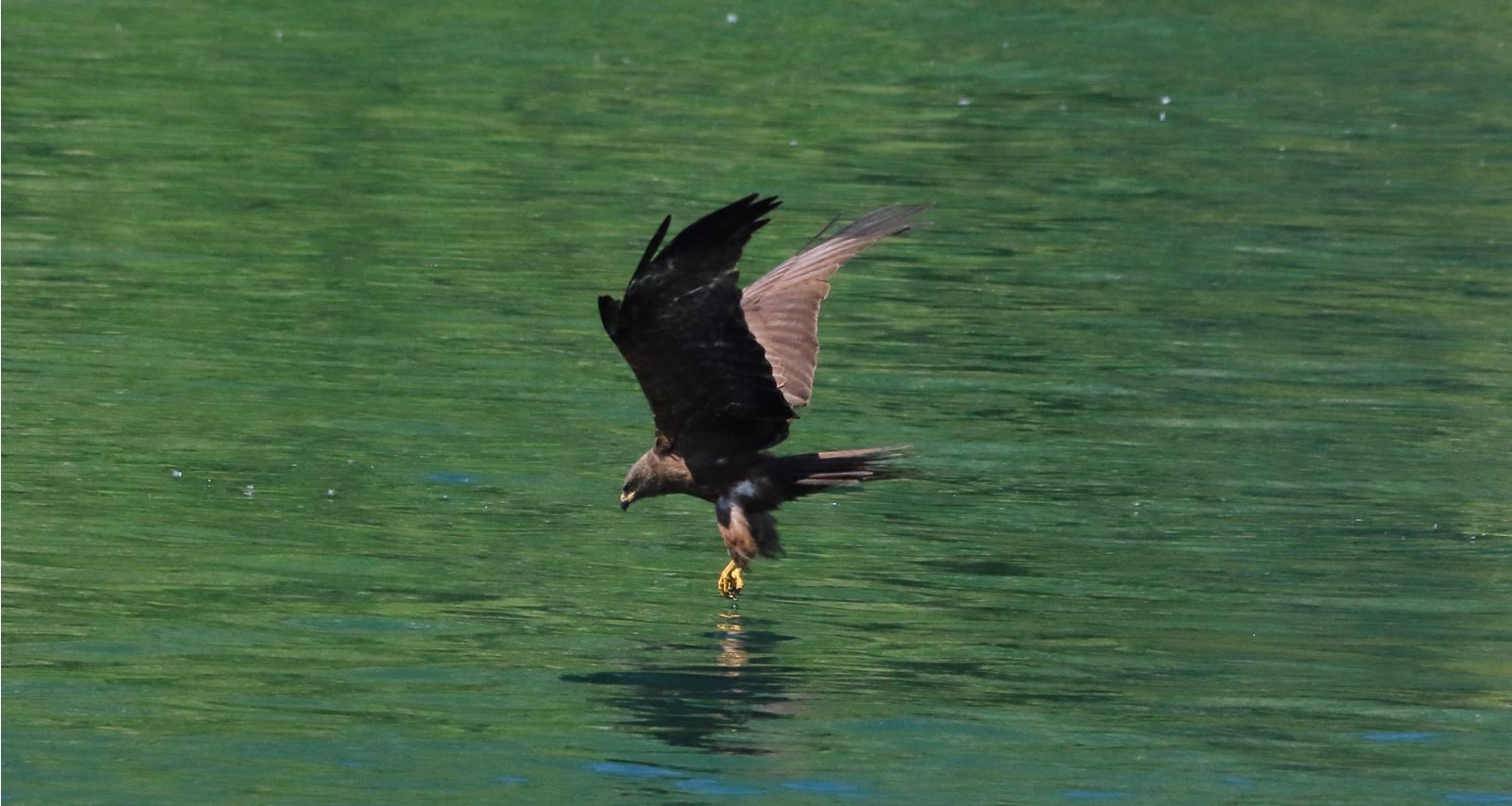 black kite