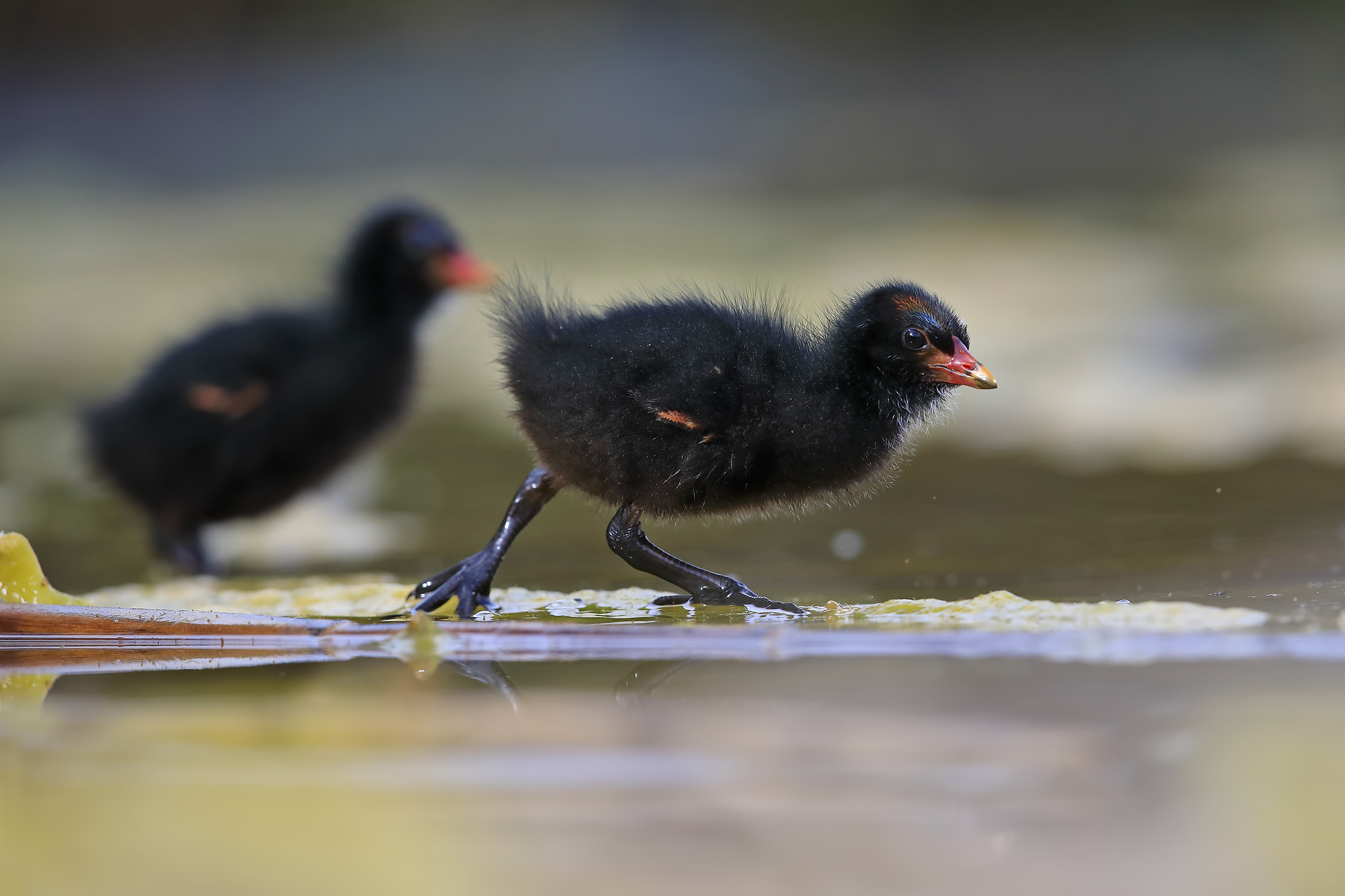 First steps on the world (aquatic)