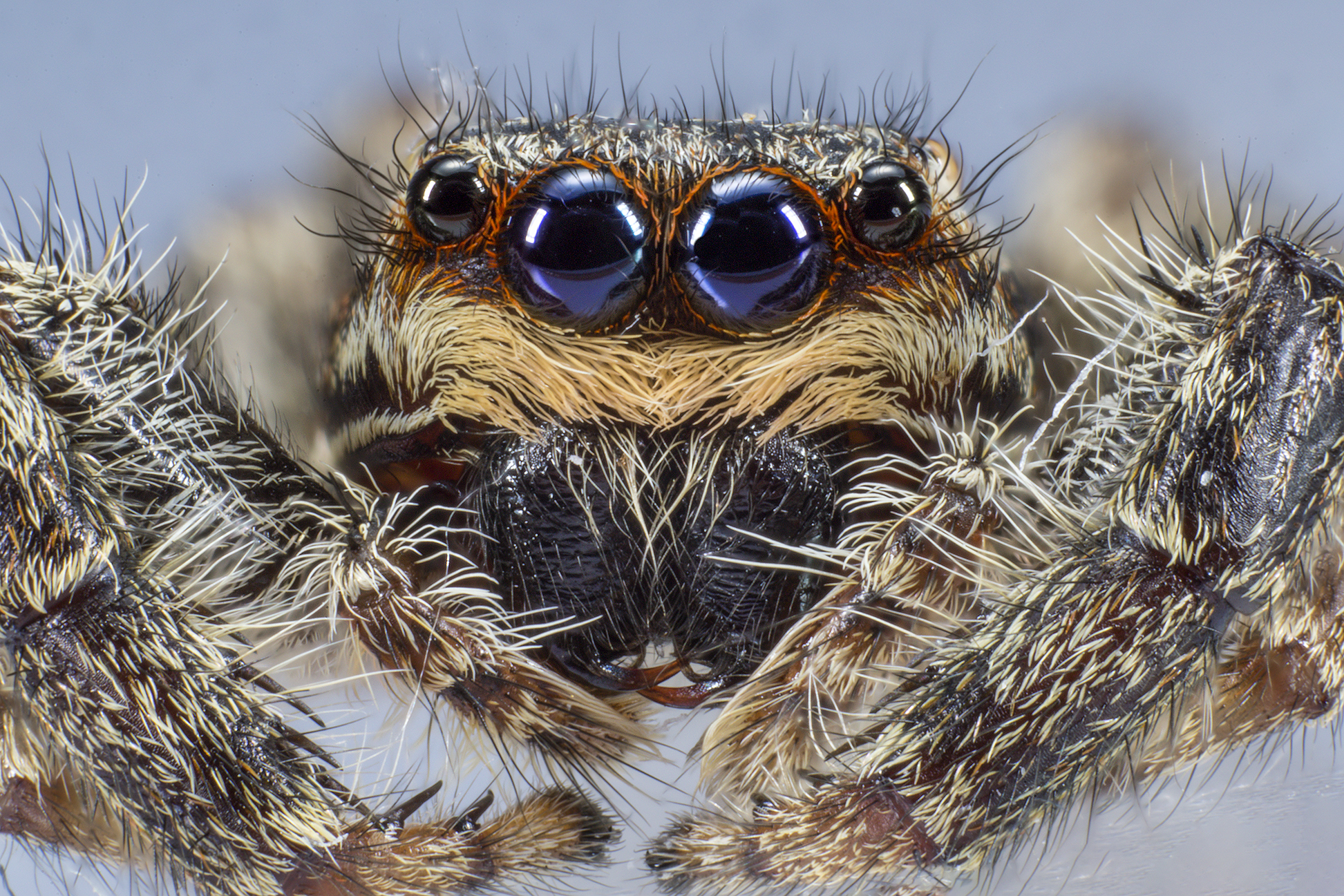 Marpissa muscosa, femmina