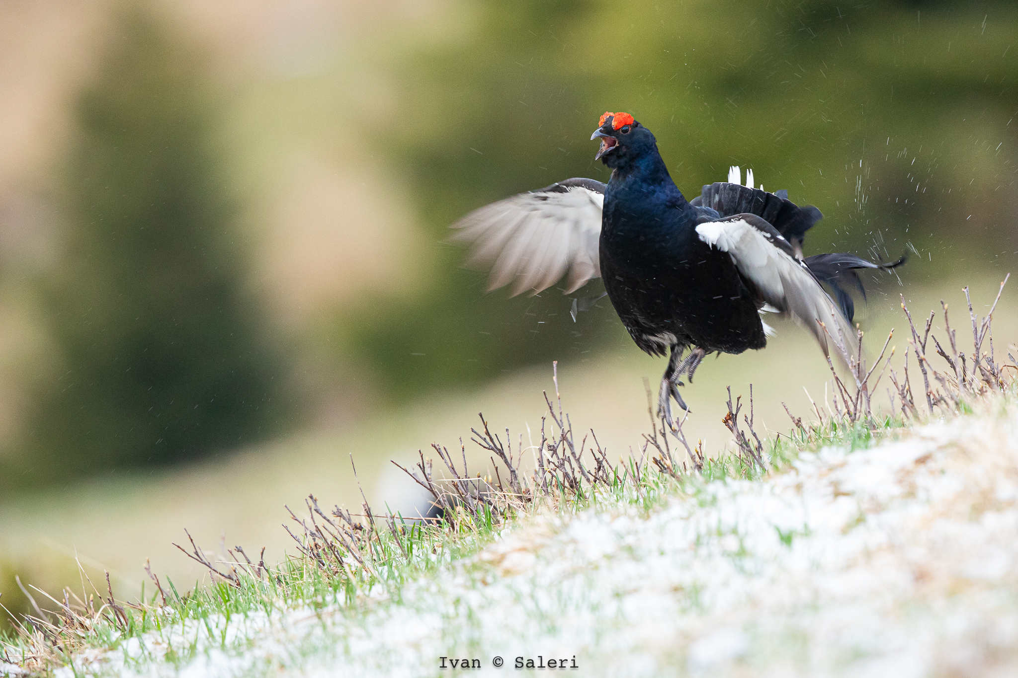 Mountain Pheasant