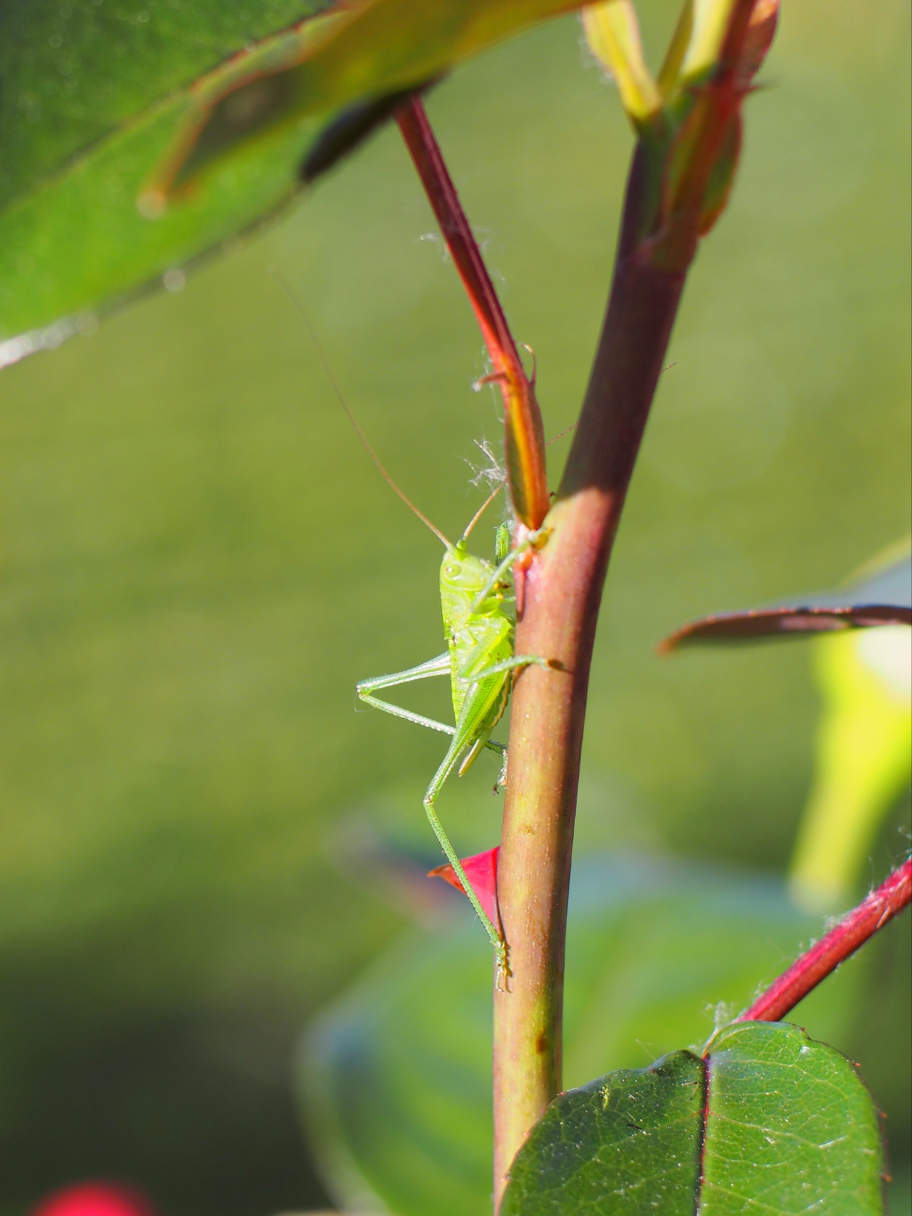 Green cricket
