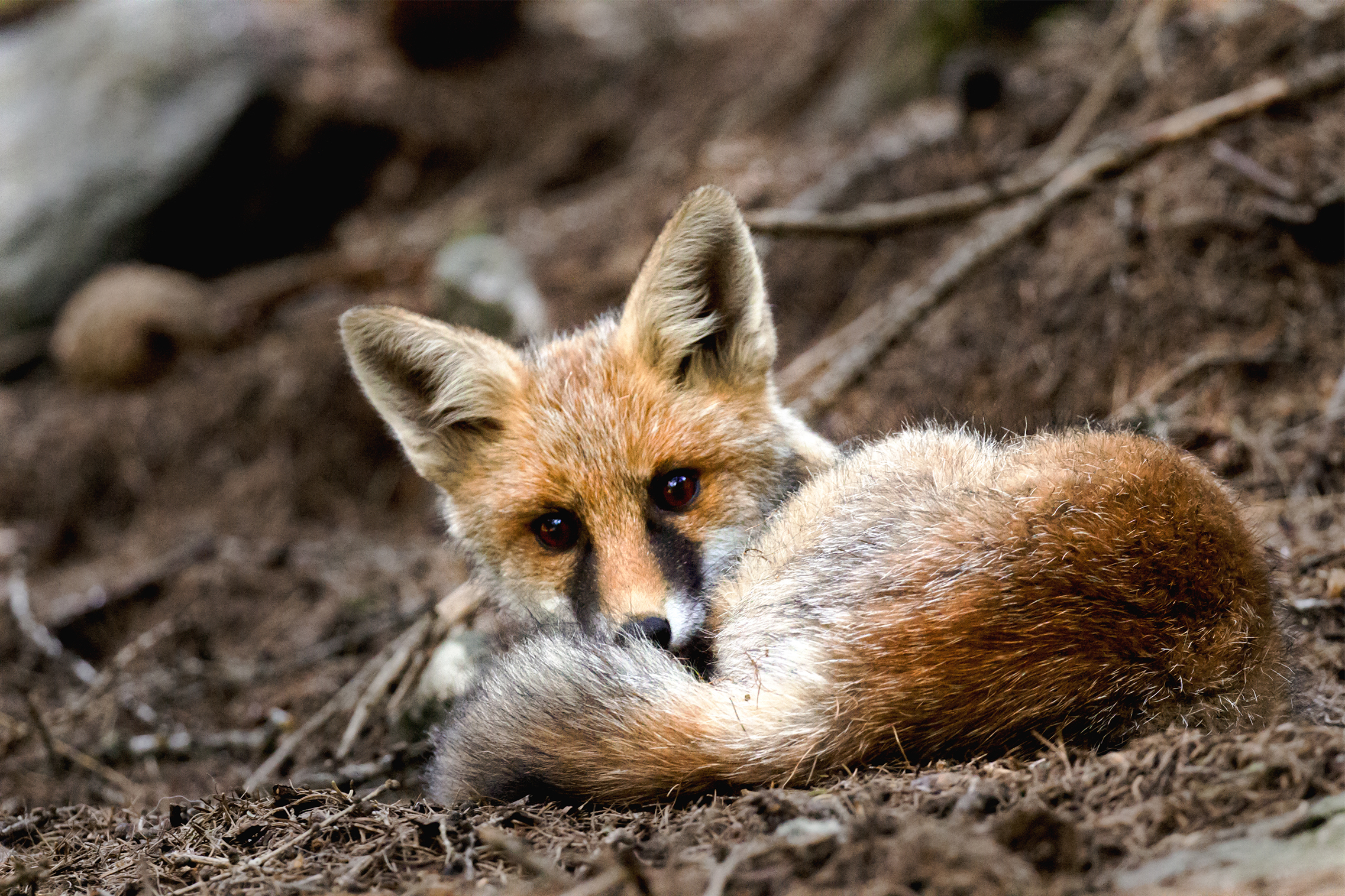 Acciambellata fox
