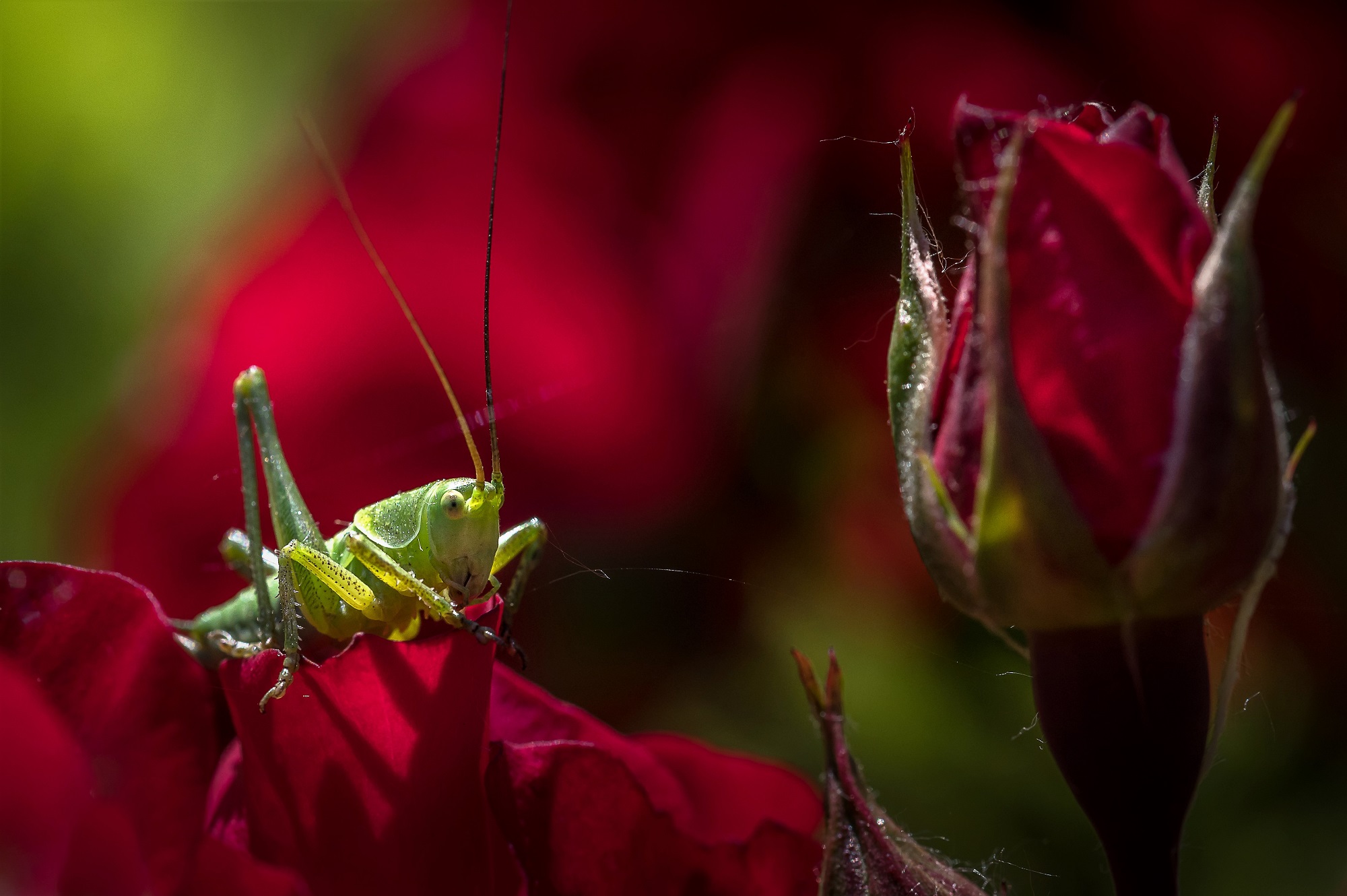 The grasshopper... Romantic