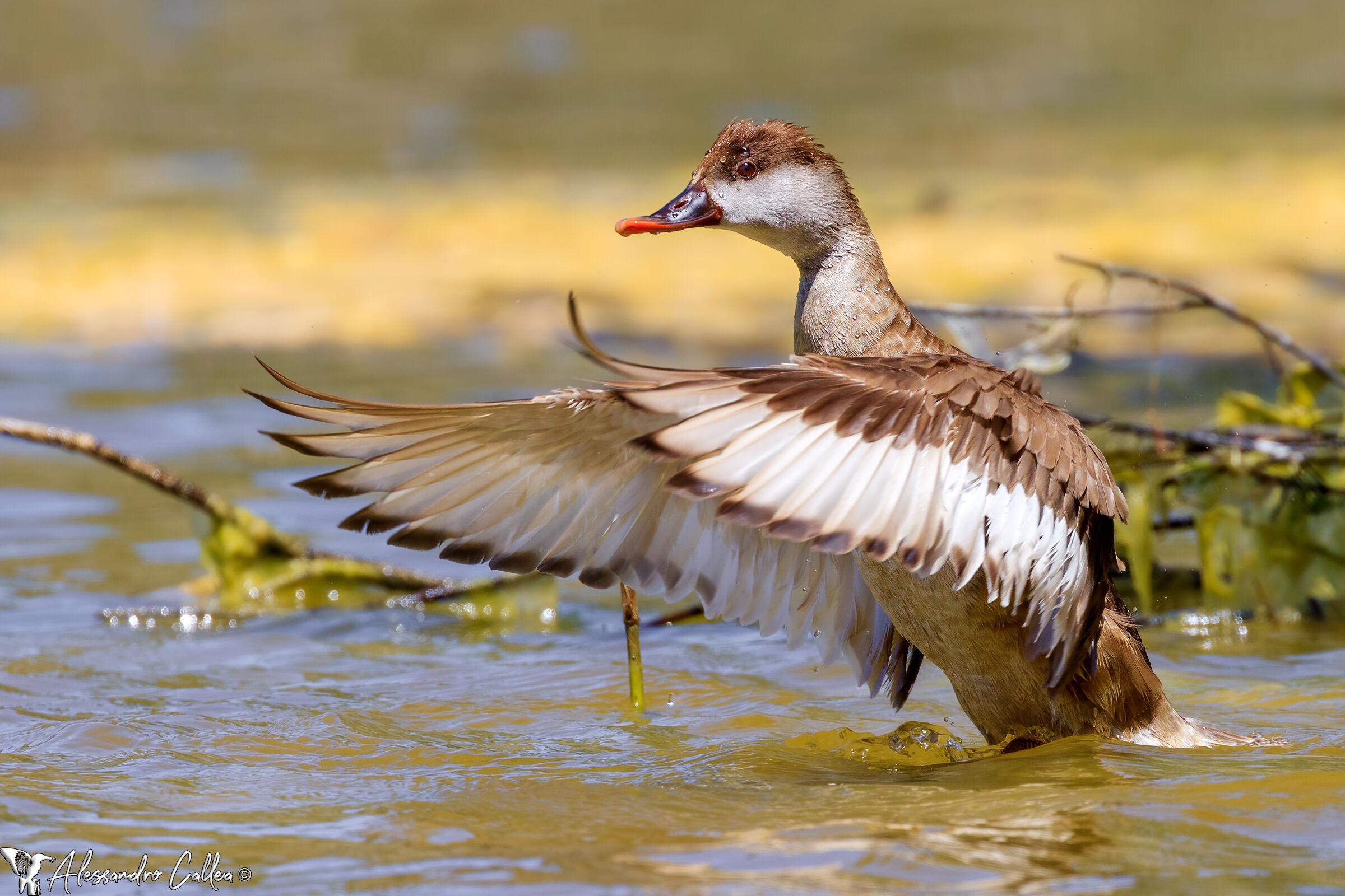 A flapping of wings