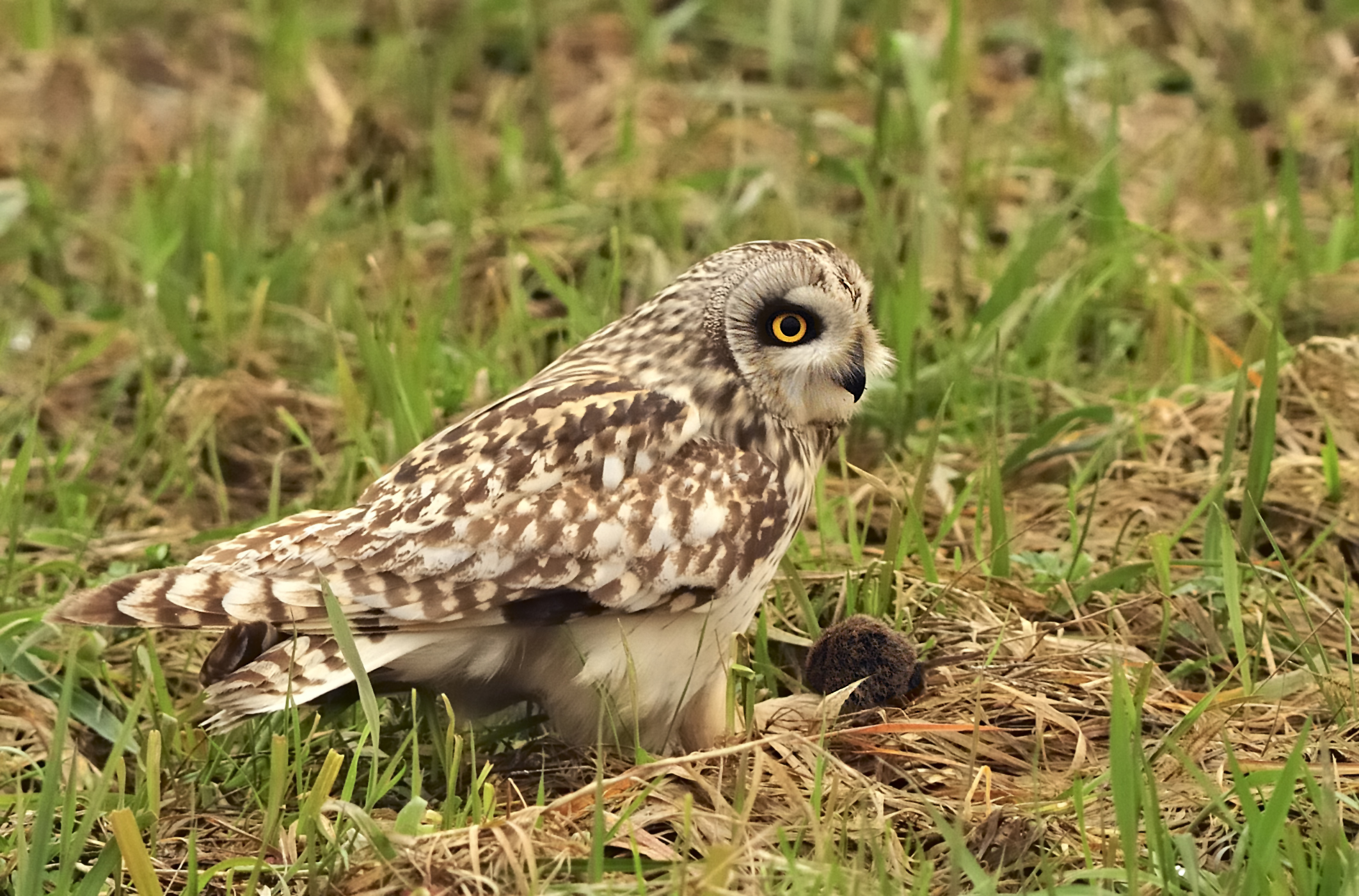 here we lò the mouse!