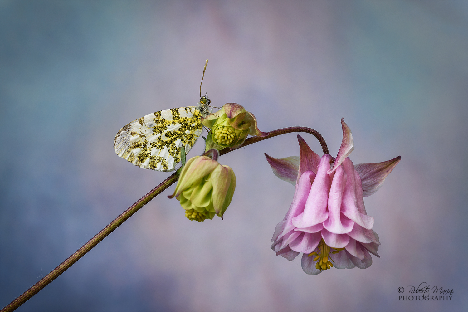 Aurora & Aquilegia