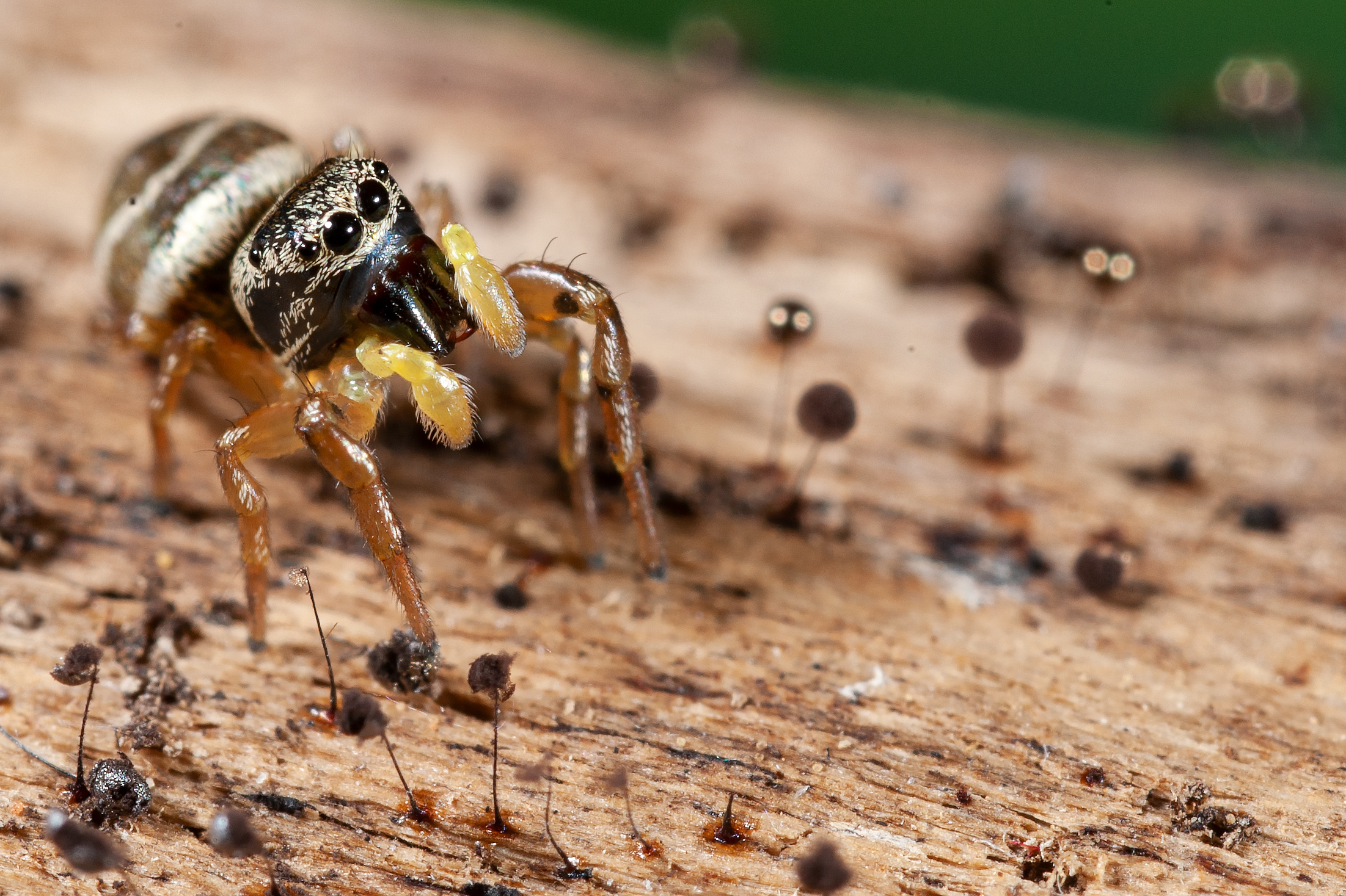 Heliophanus sp.
