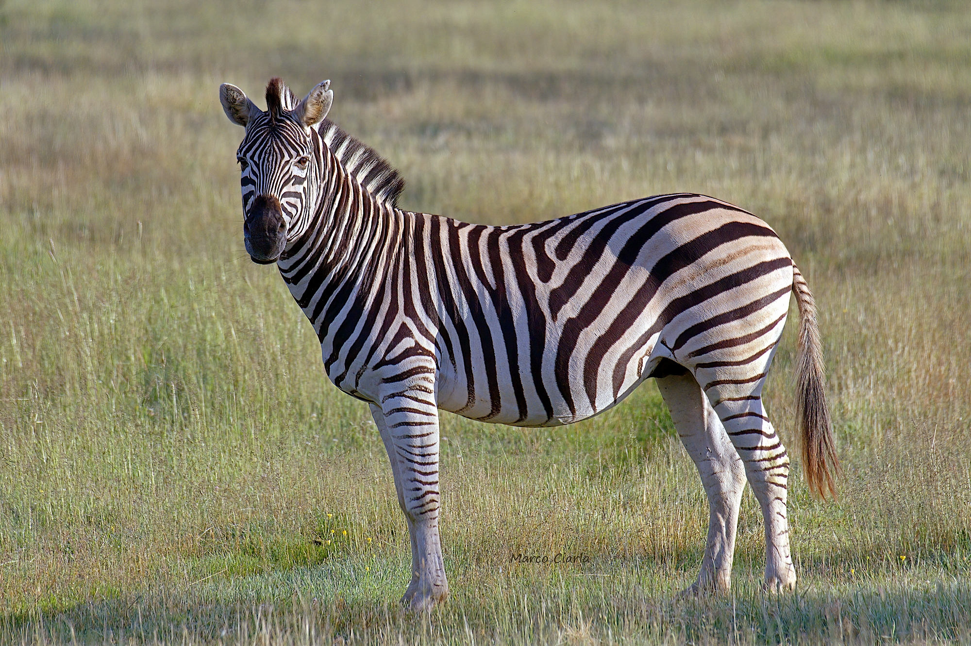 Zebra