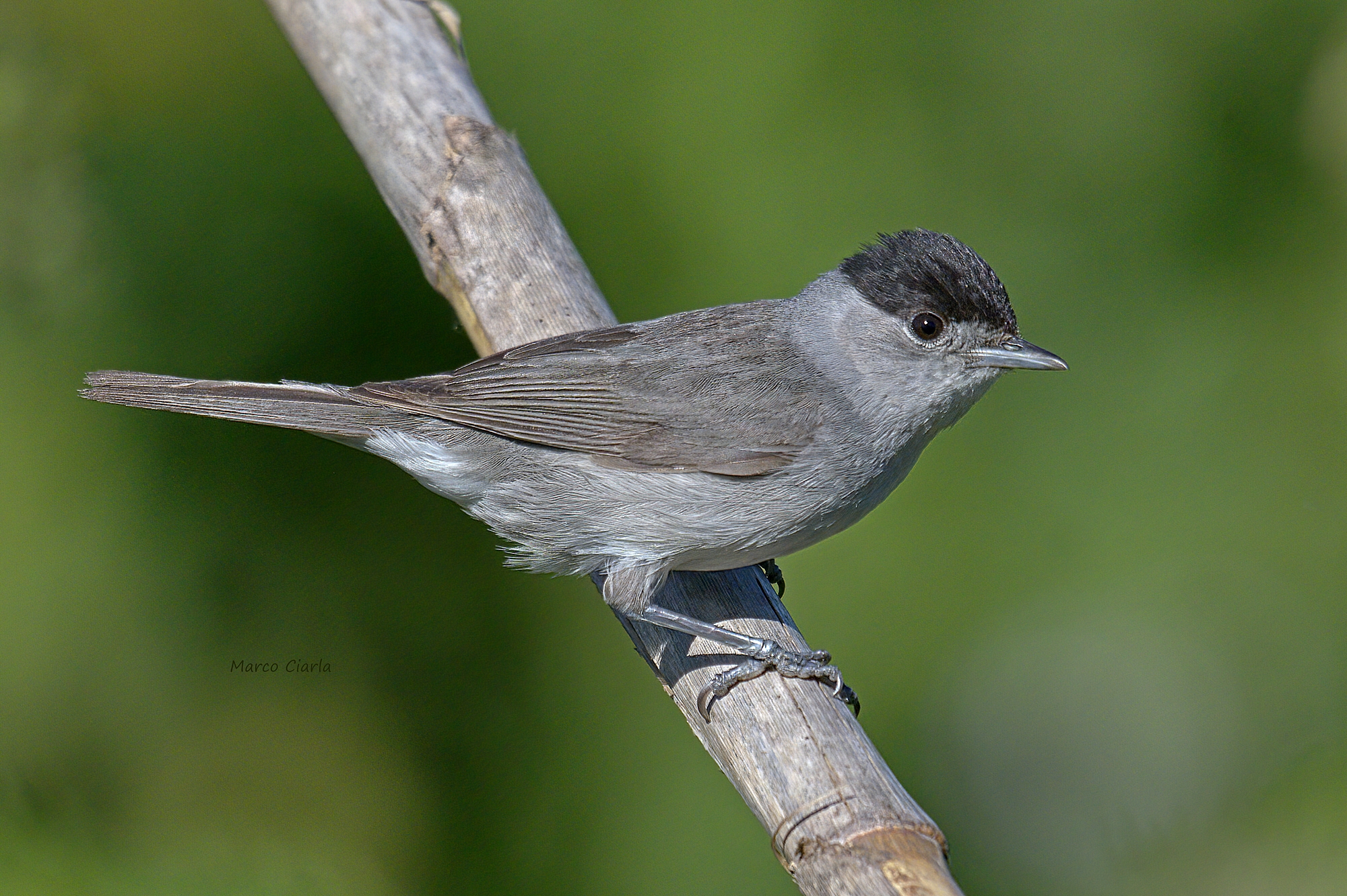 Capinera (Sylvia atricapilla)