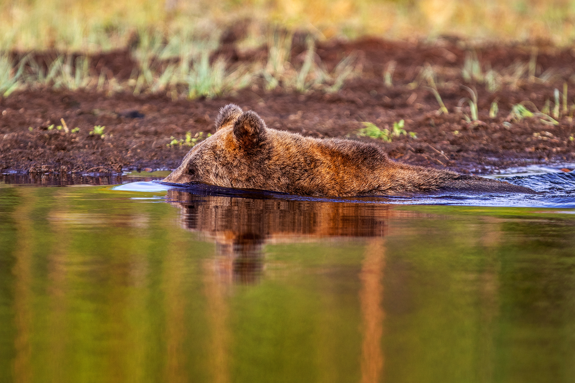 BEAR STYLE