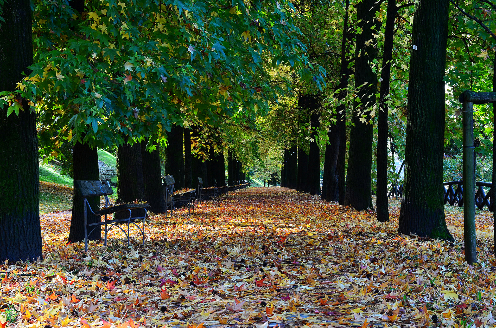 carpet of leaves