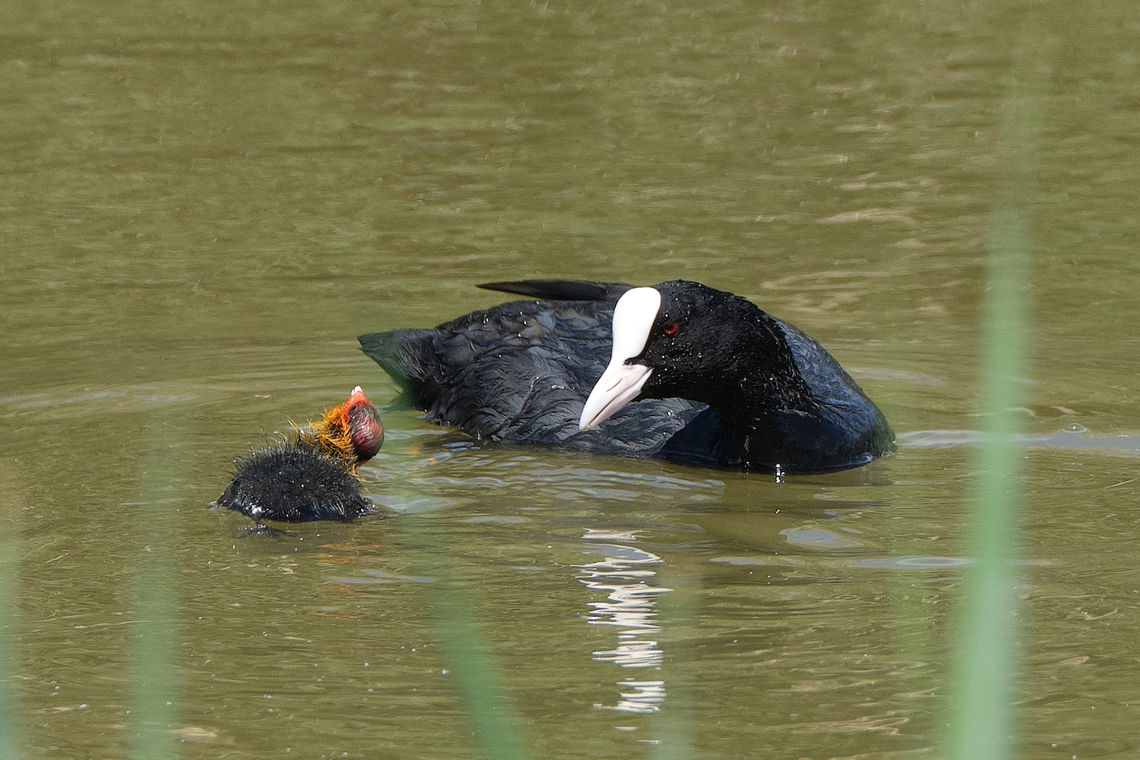 Coot with chick
