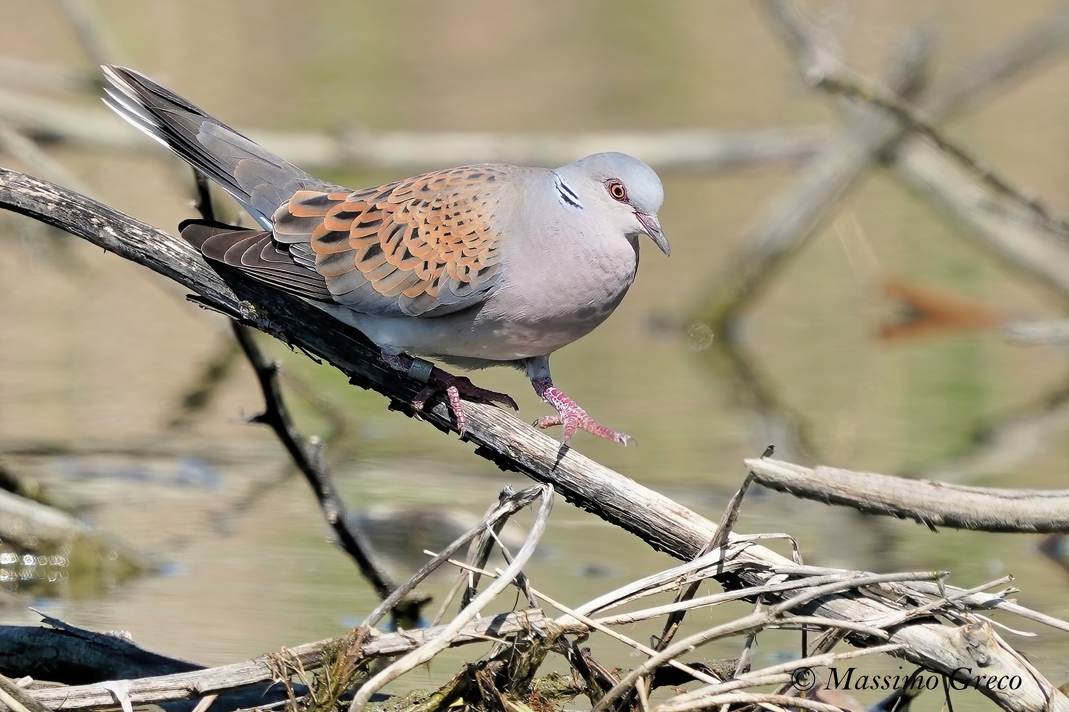 tortora selvatica streptopelia turtur