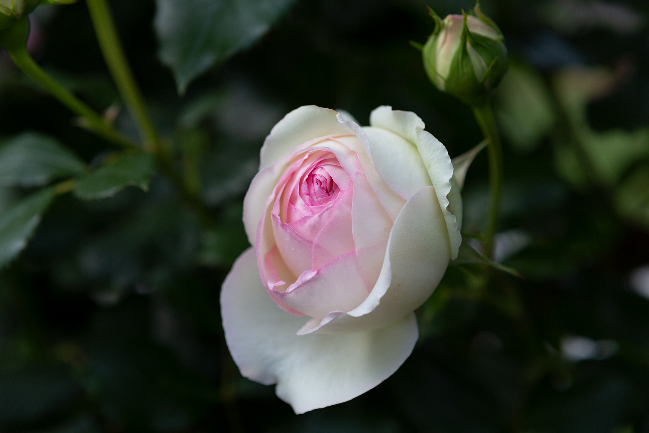 The detachment of plans