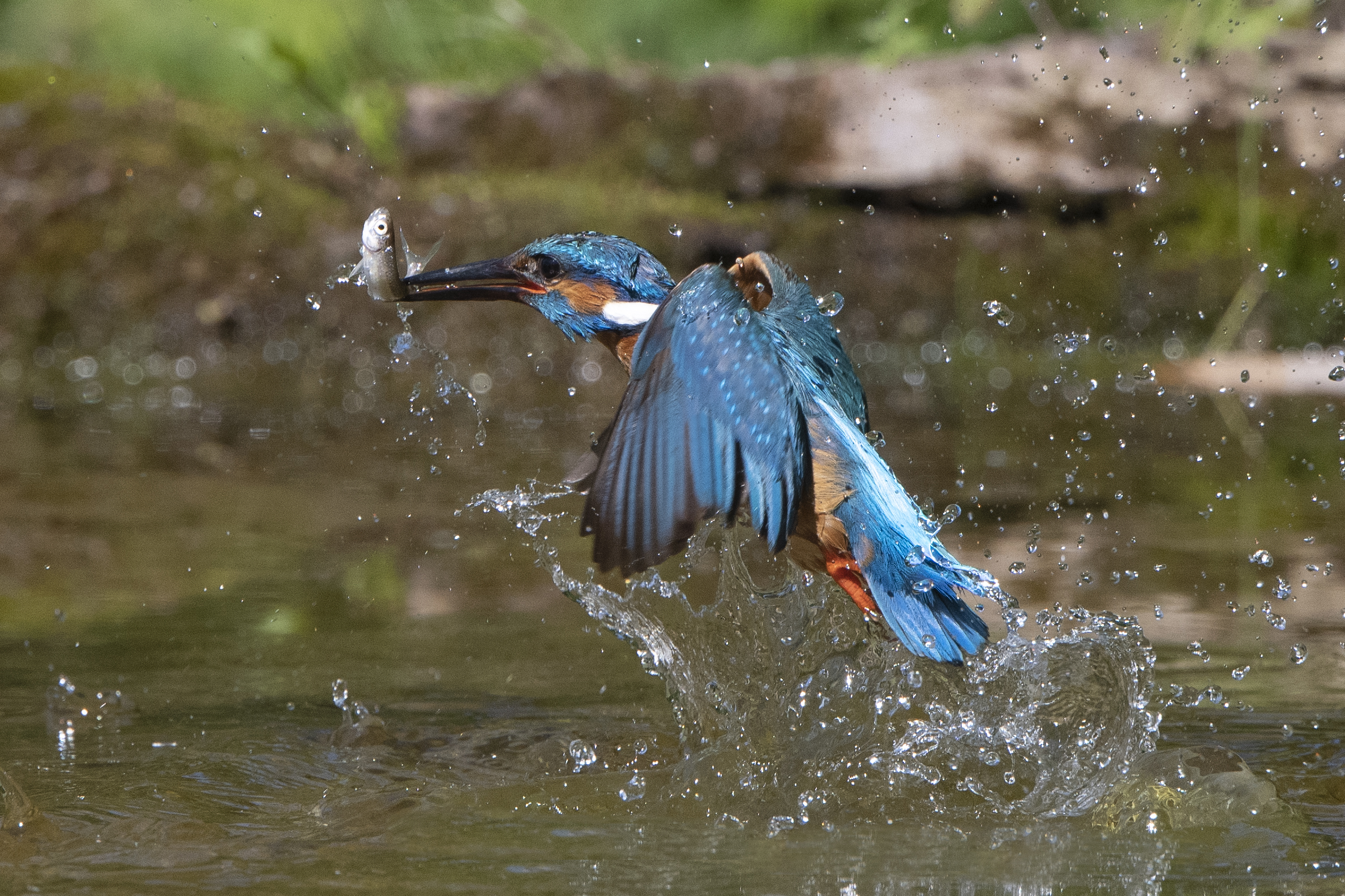 kingfisher