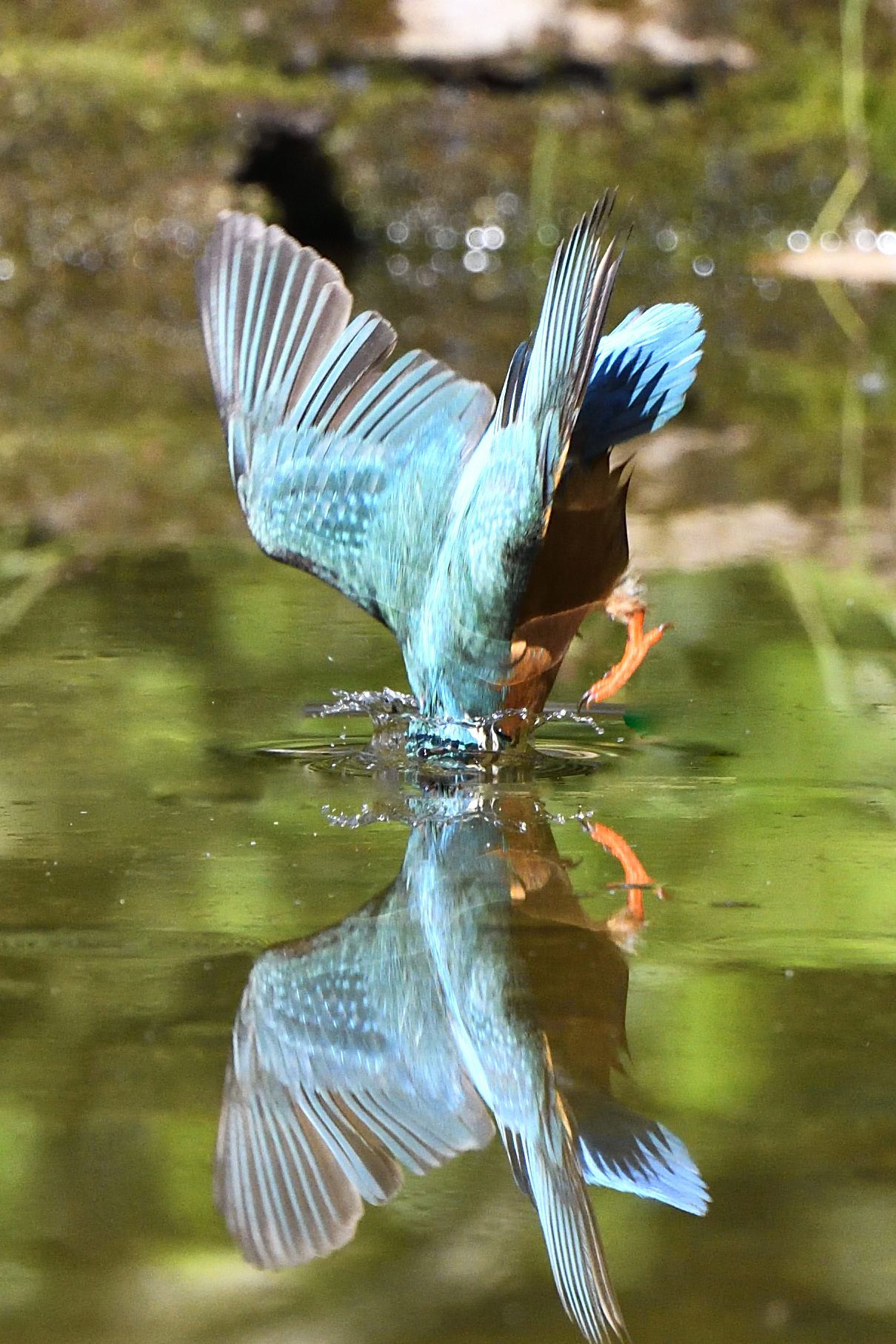 kingfisher