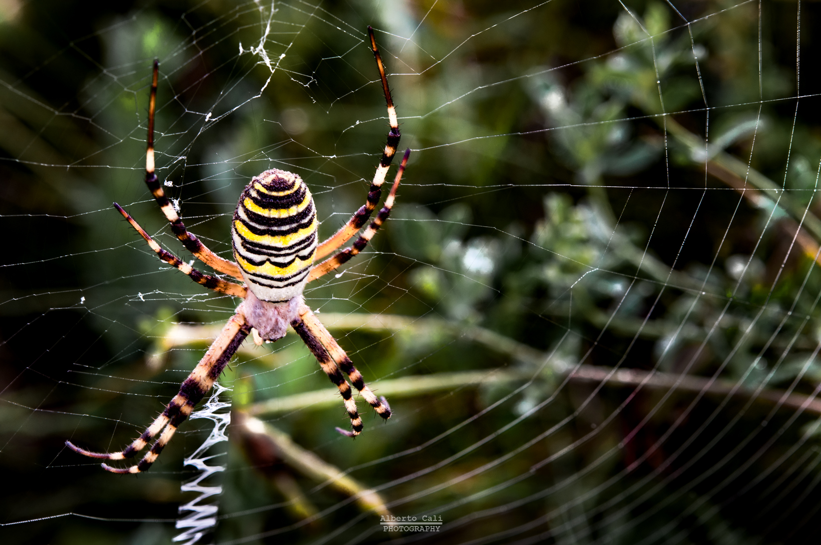 Argiope bruennichi