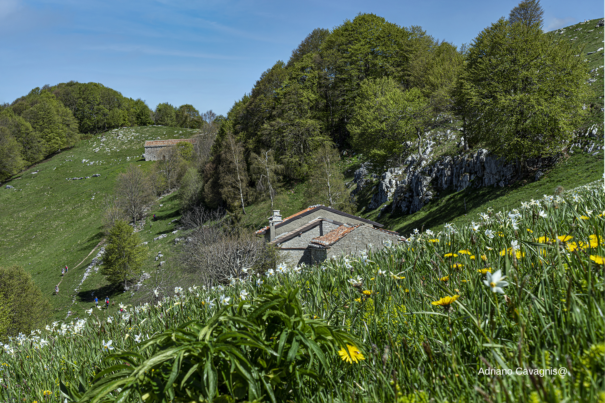 Narcisi sul monte Linzone.