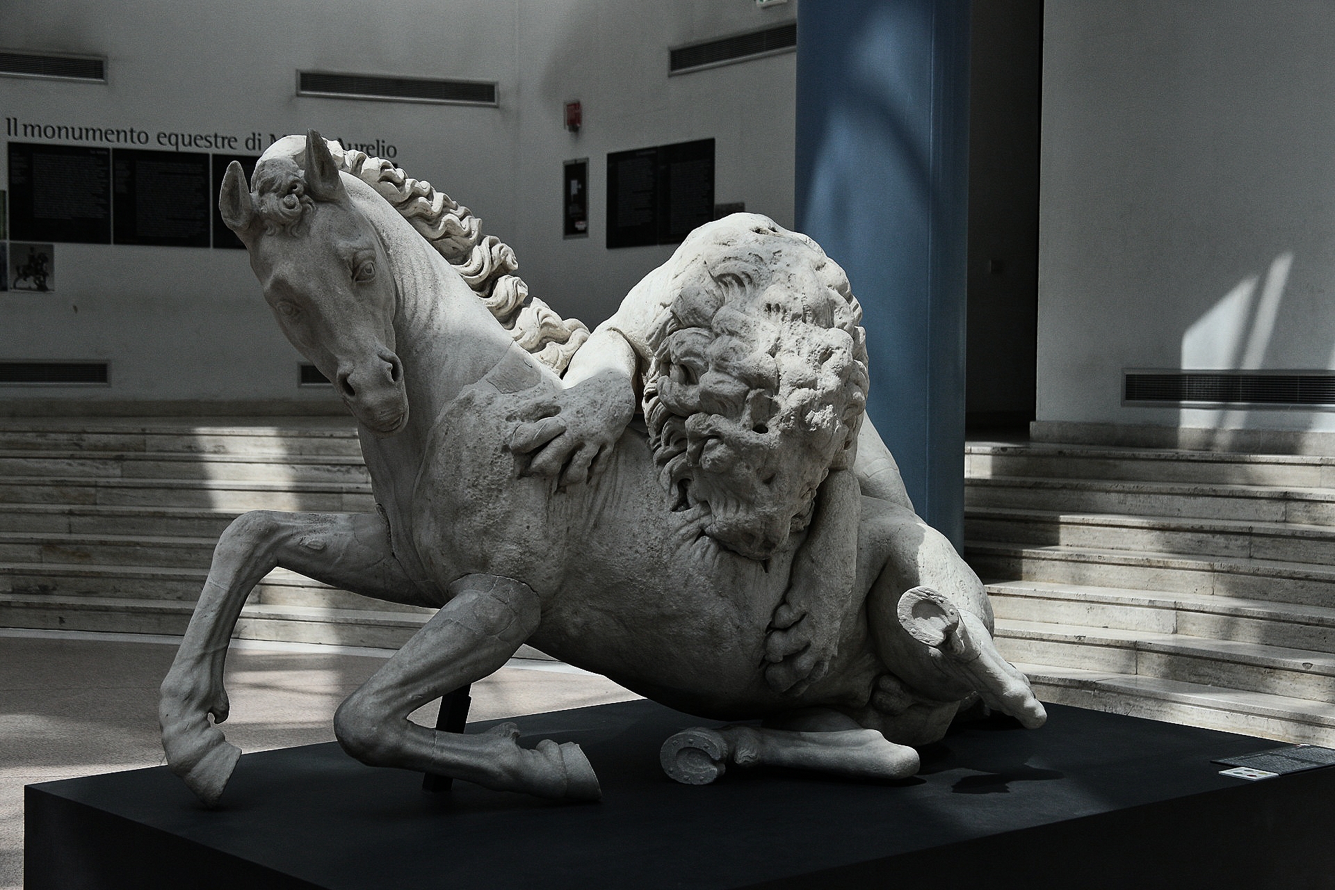 Leone attacca cavallo