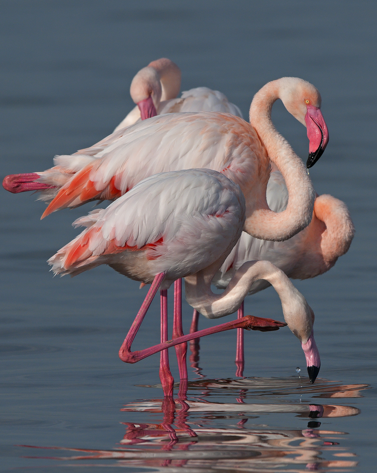 fenicotteri-gruppo laocoontico....