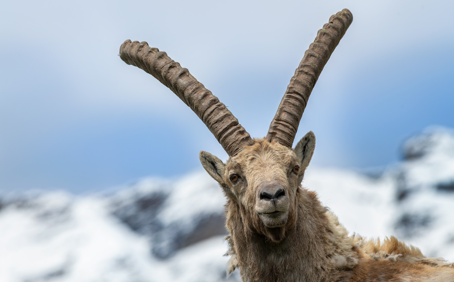ibex