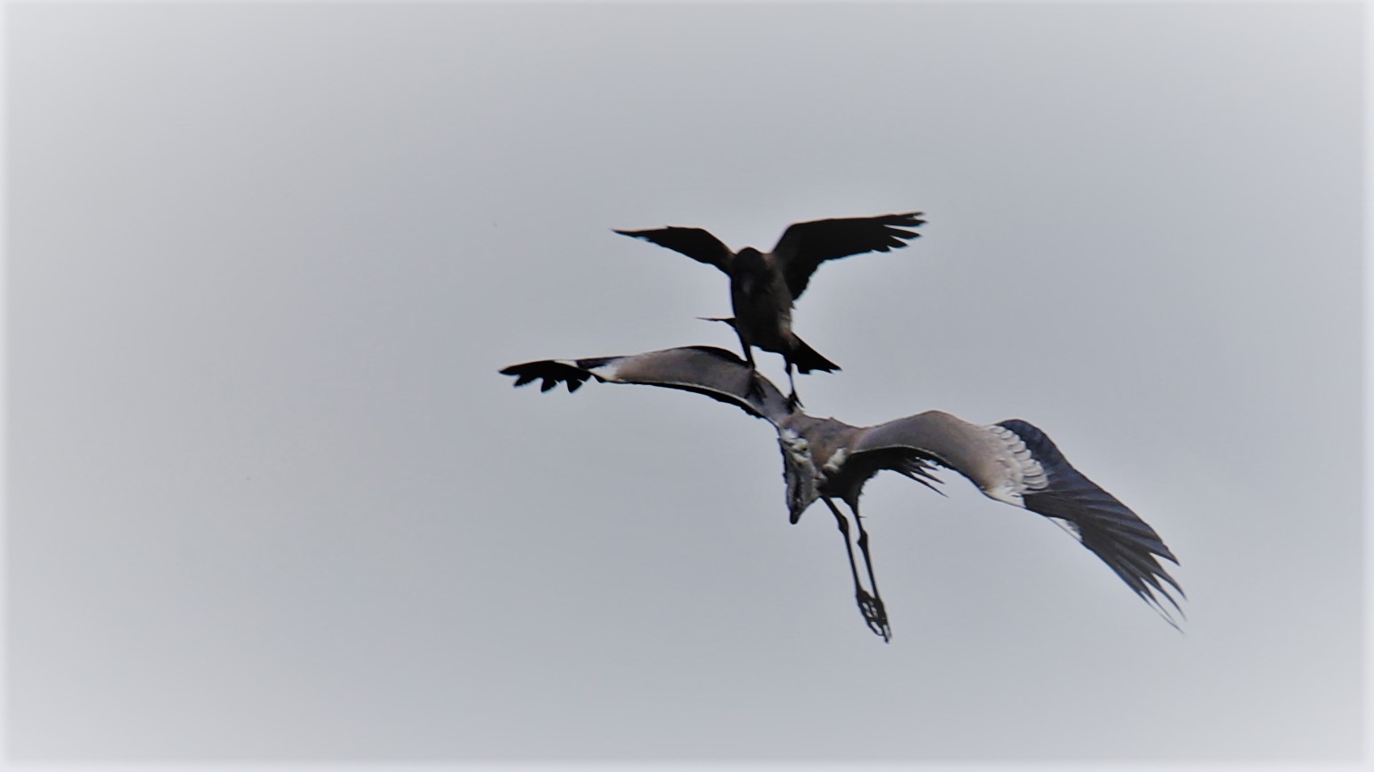 Passaggio o dispetti