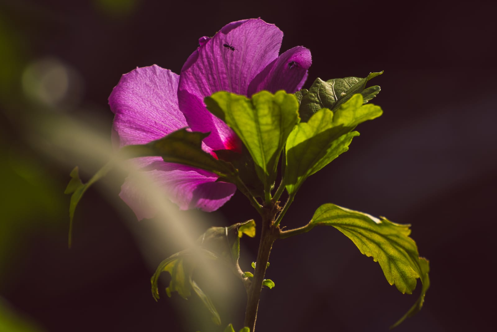 Primavera