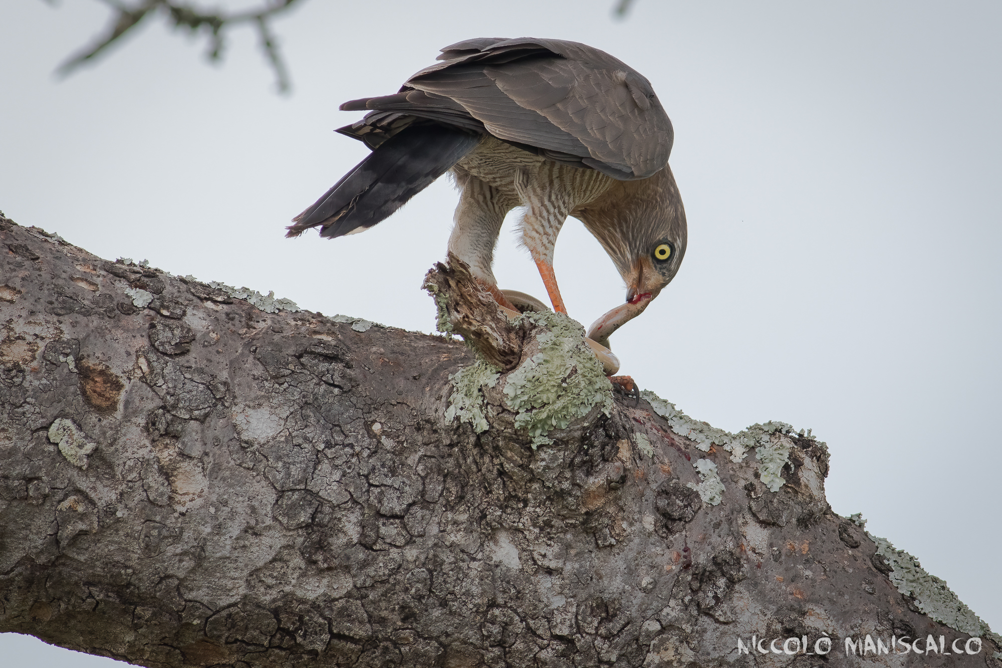 Sopra la mia testa (Sudafrica)