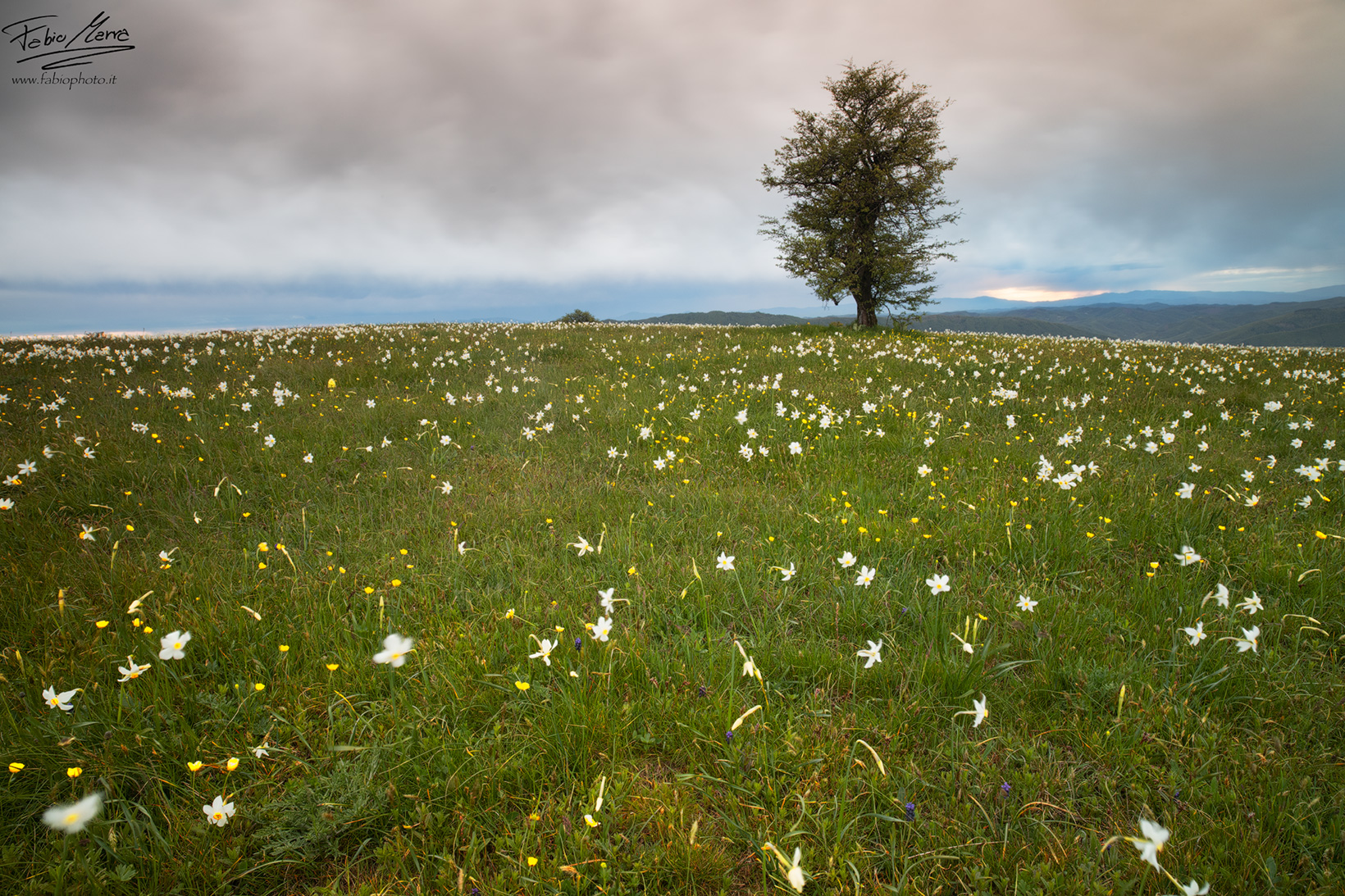THE DANCE OF THE DAFFODILS