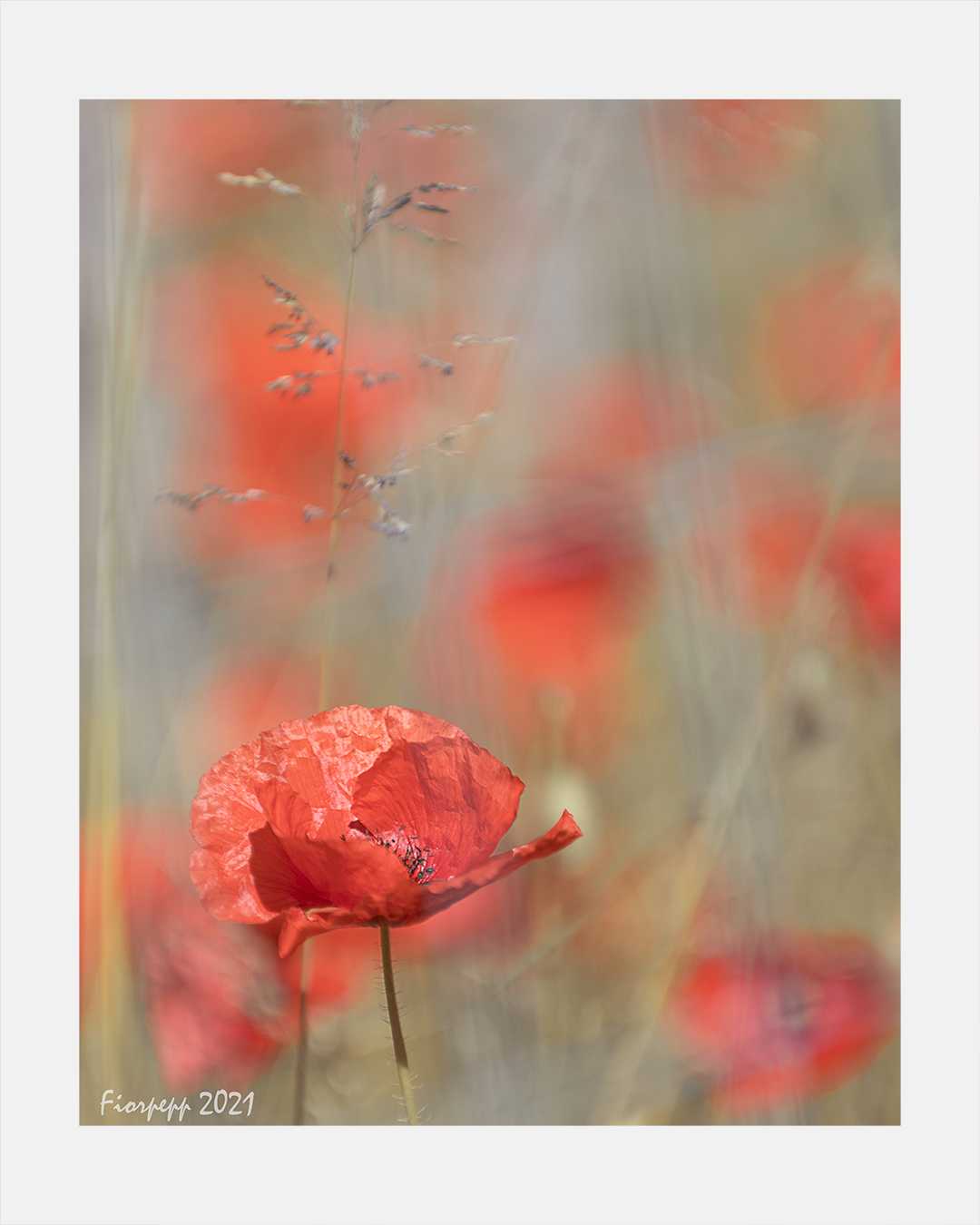 Poppies