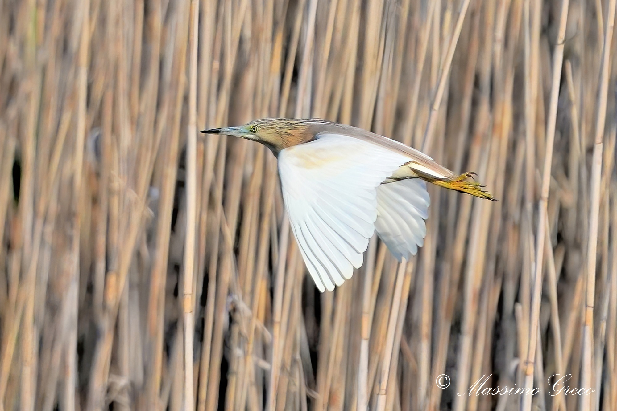 Sgarza ciuffetto (Ardeola ralloides)