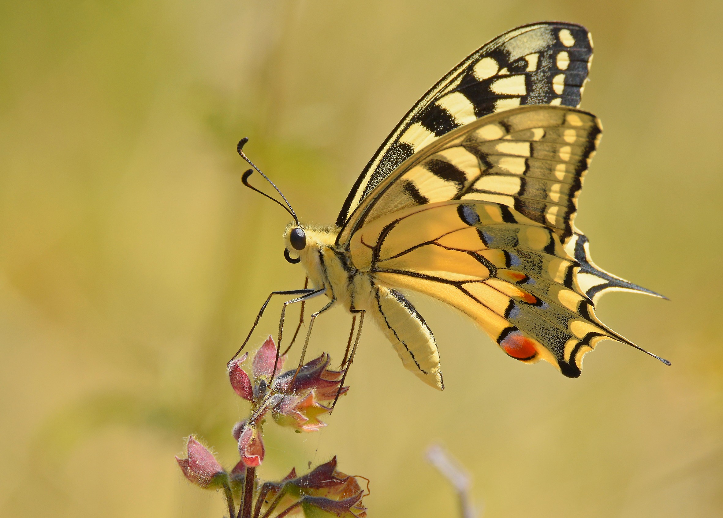 swallowtail