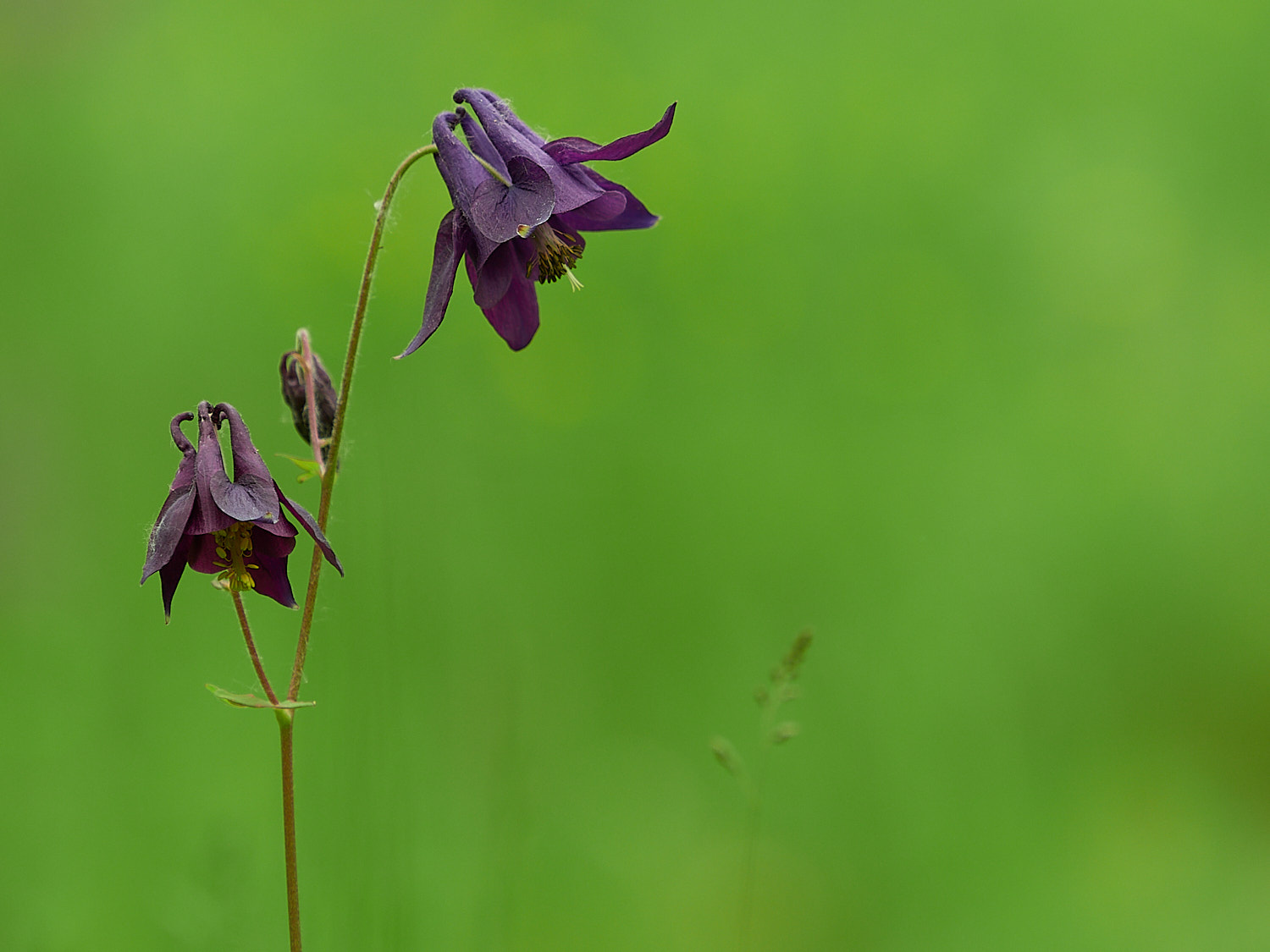 Aquilegia