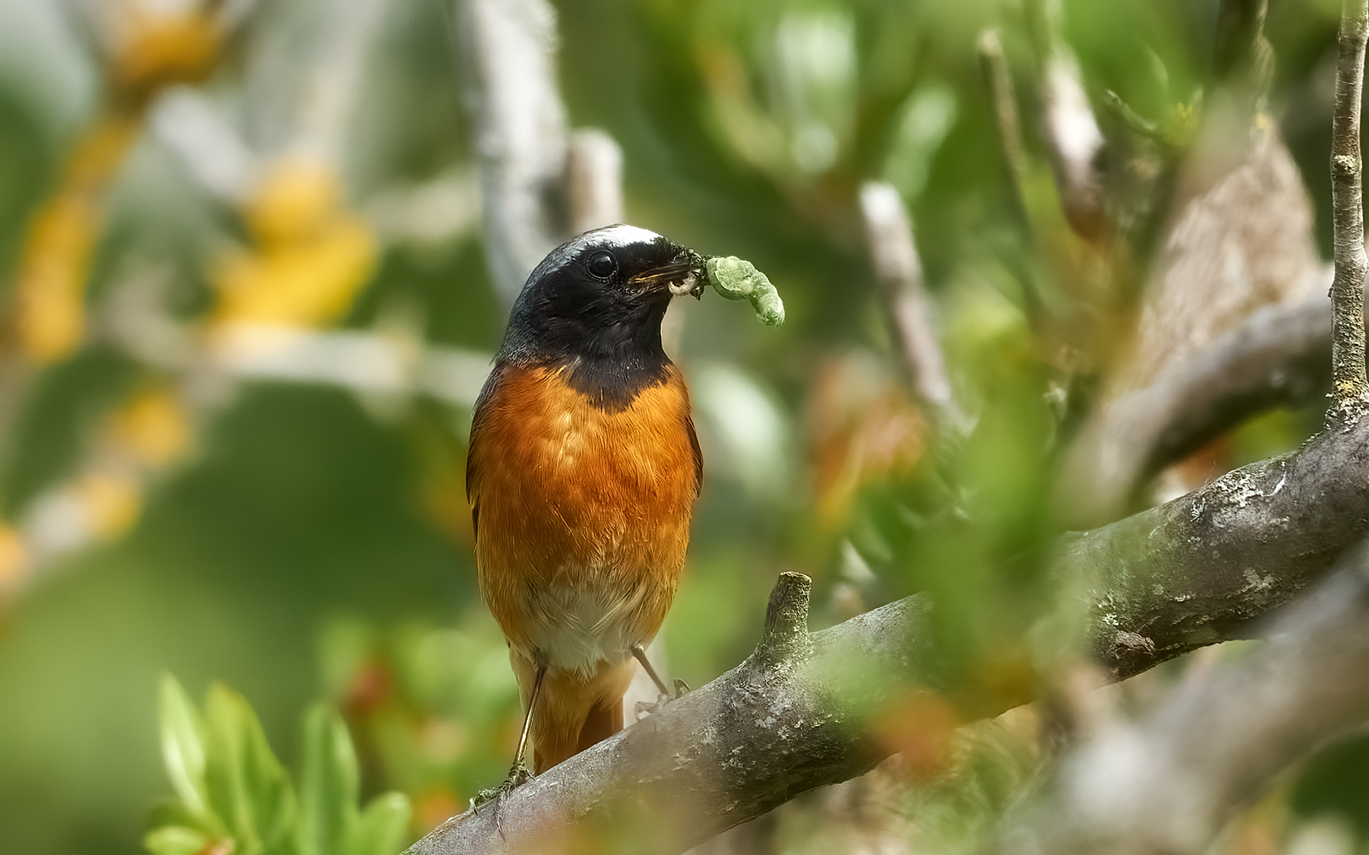 Papà codirosso con preda per i pulcini
