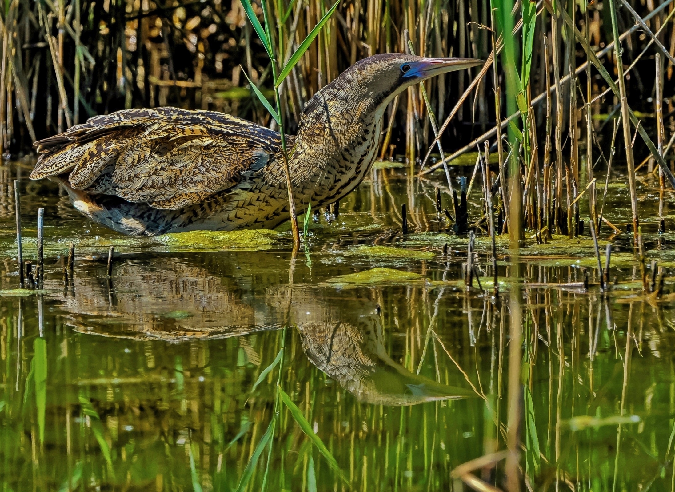 Tarabuso in the Mirror