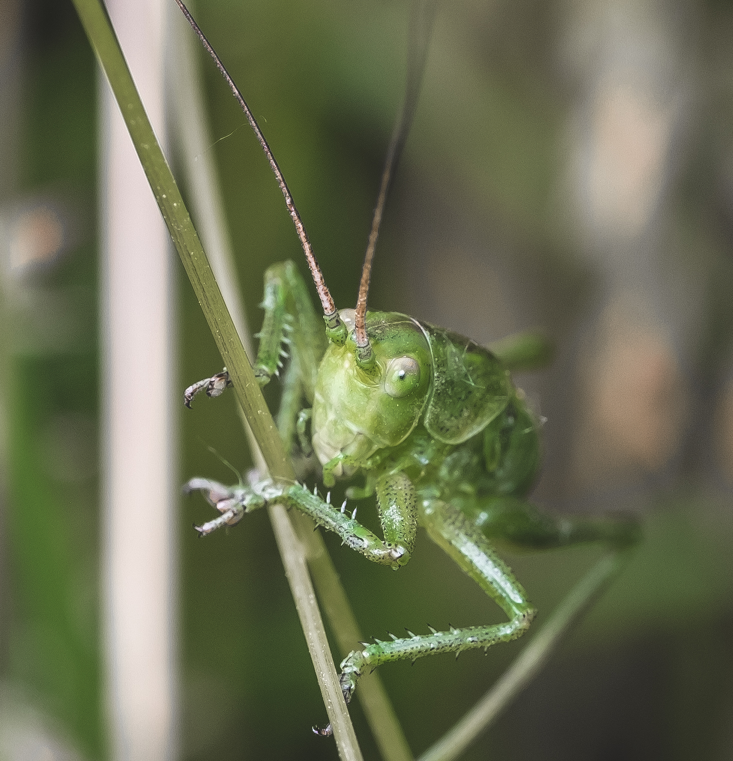 Grasshopper