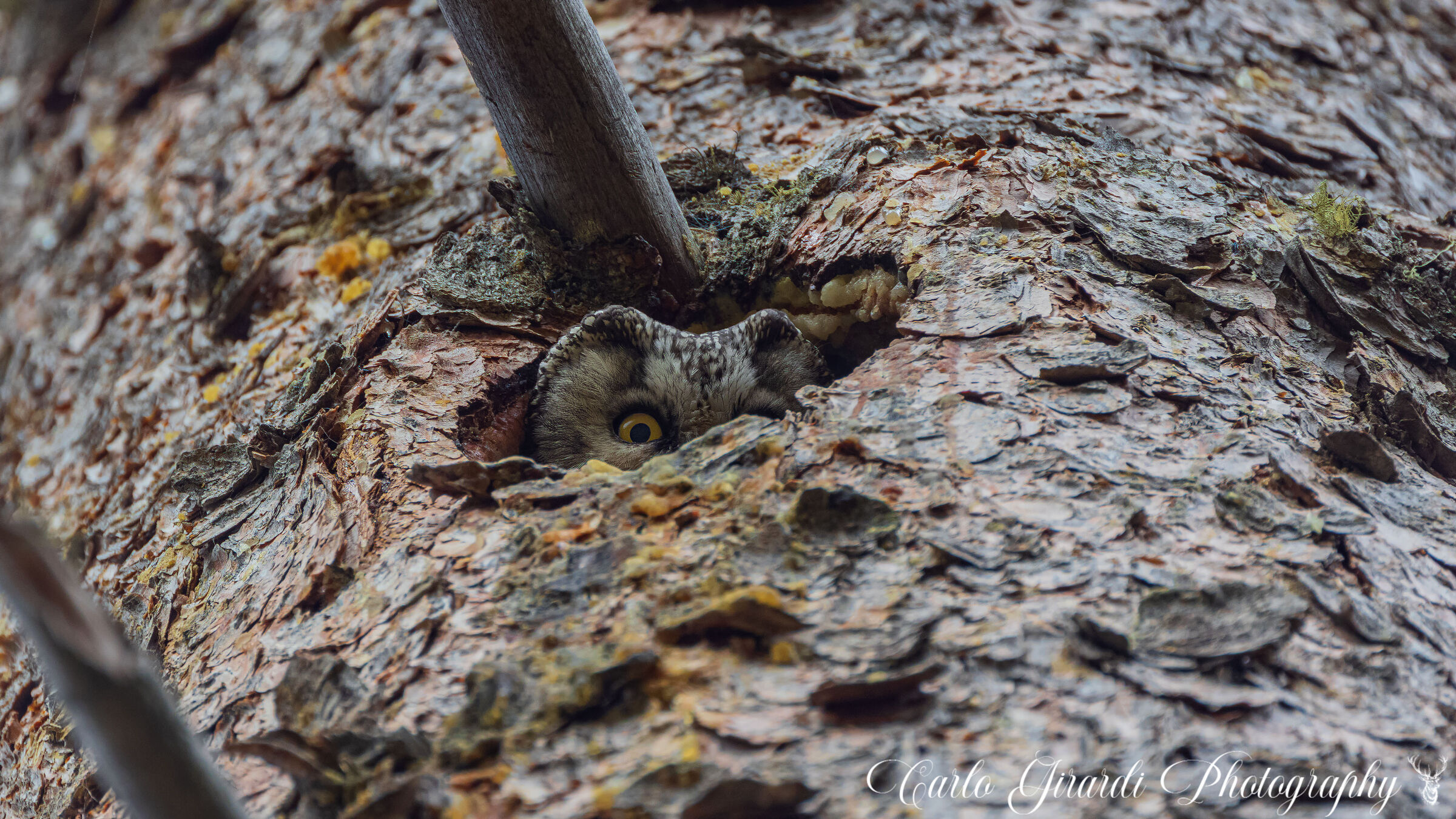 La Guardiana Civetta Capogrosso
