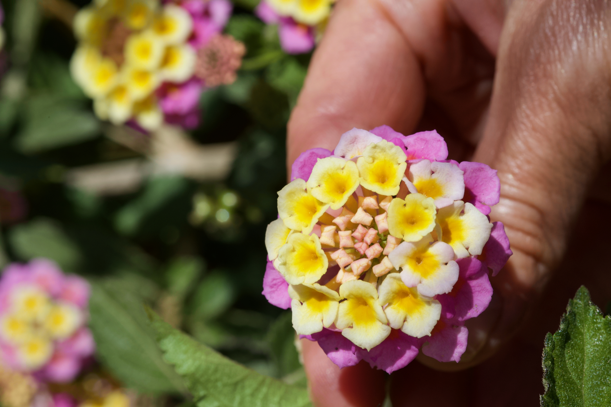 Flowers of Formentera