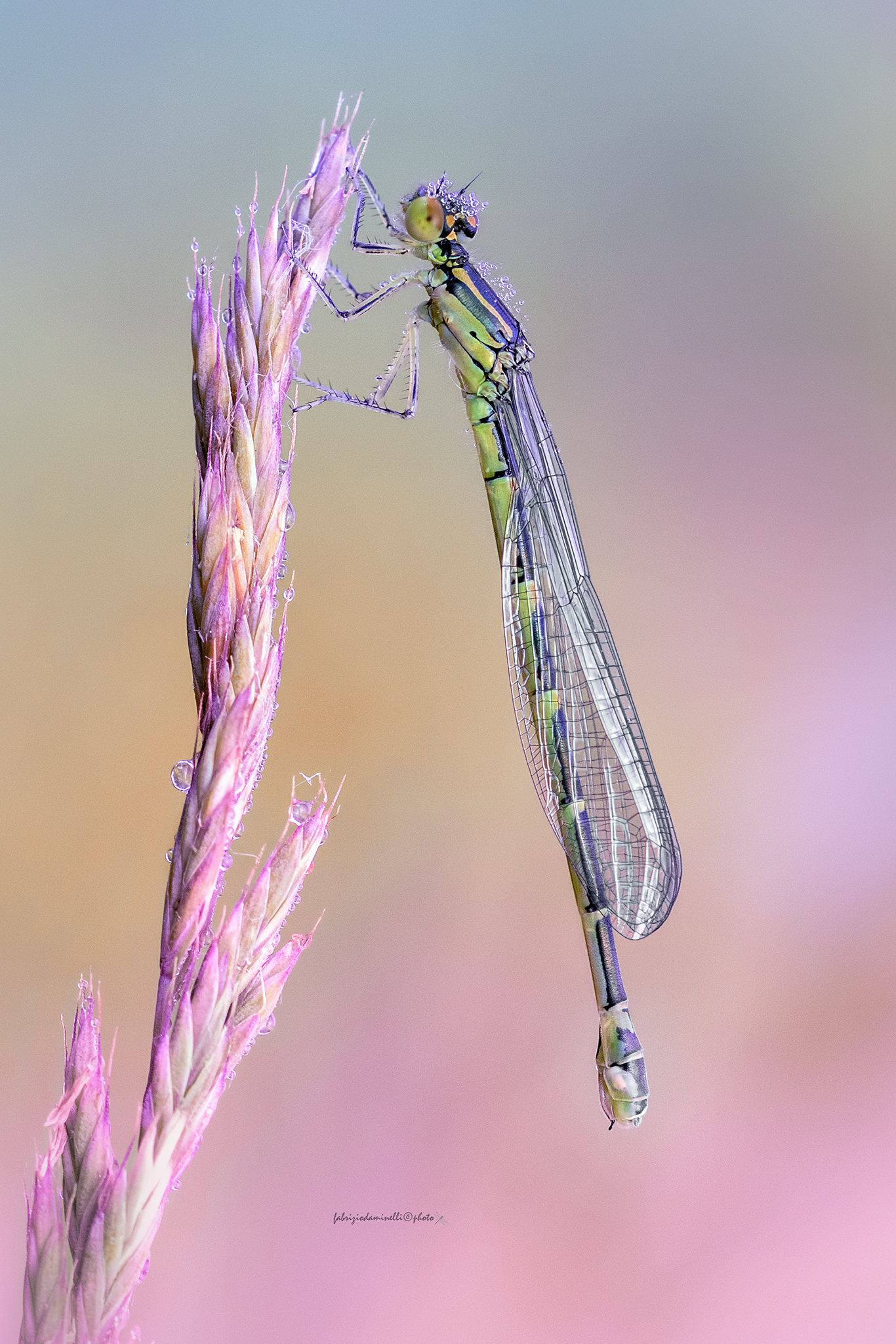 Coenagrion scitulum - femmina