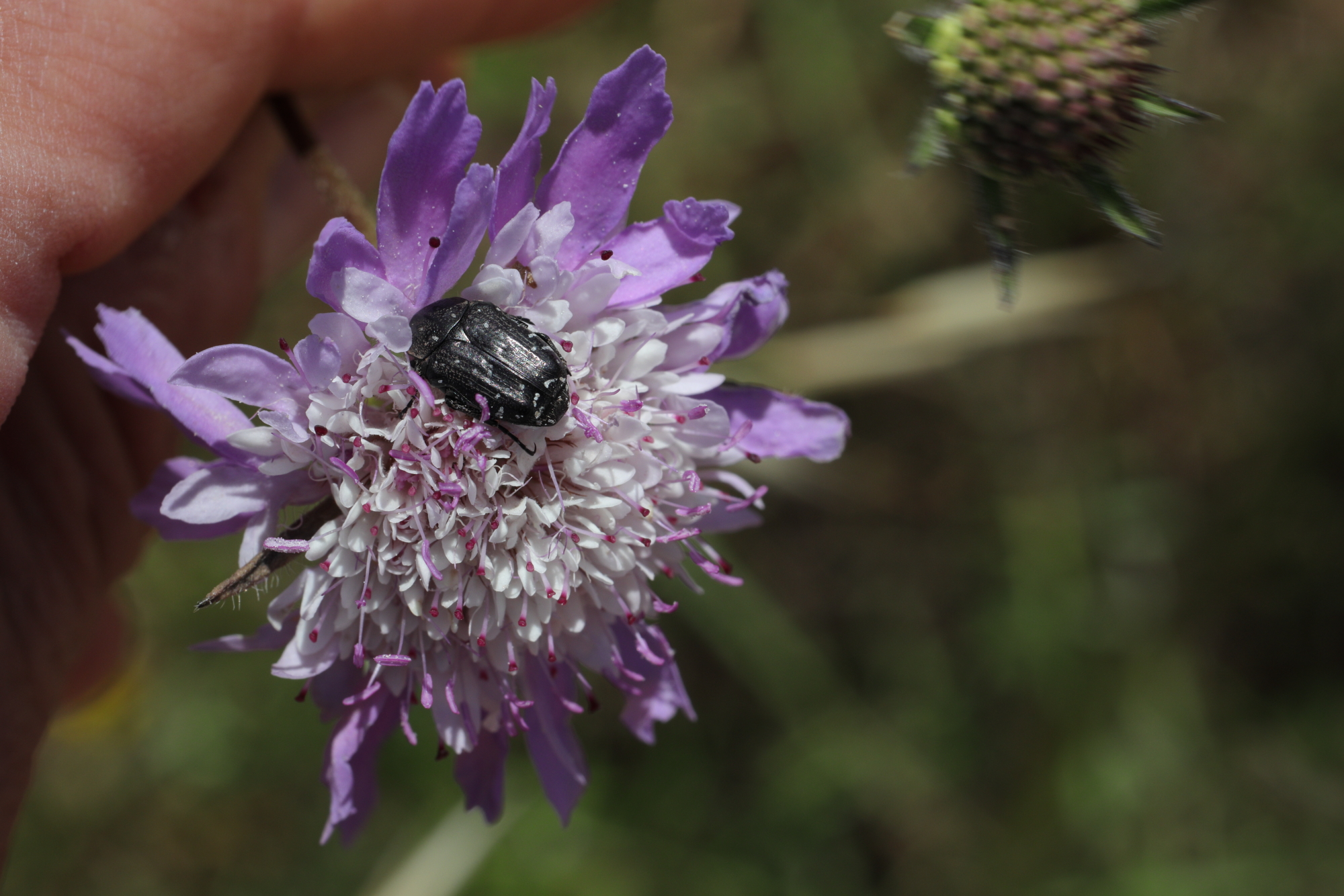 Flower and guest in Formentera