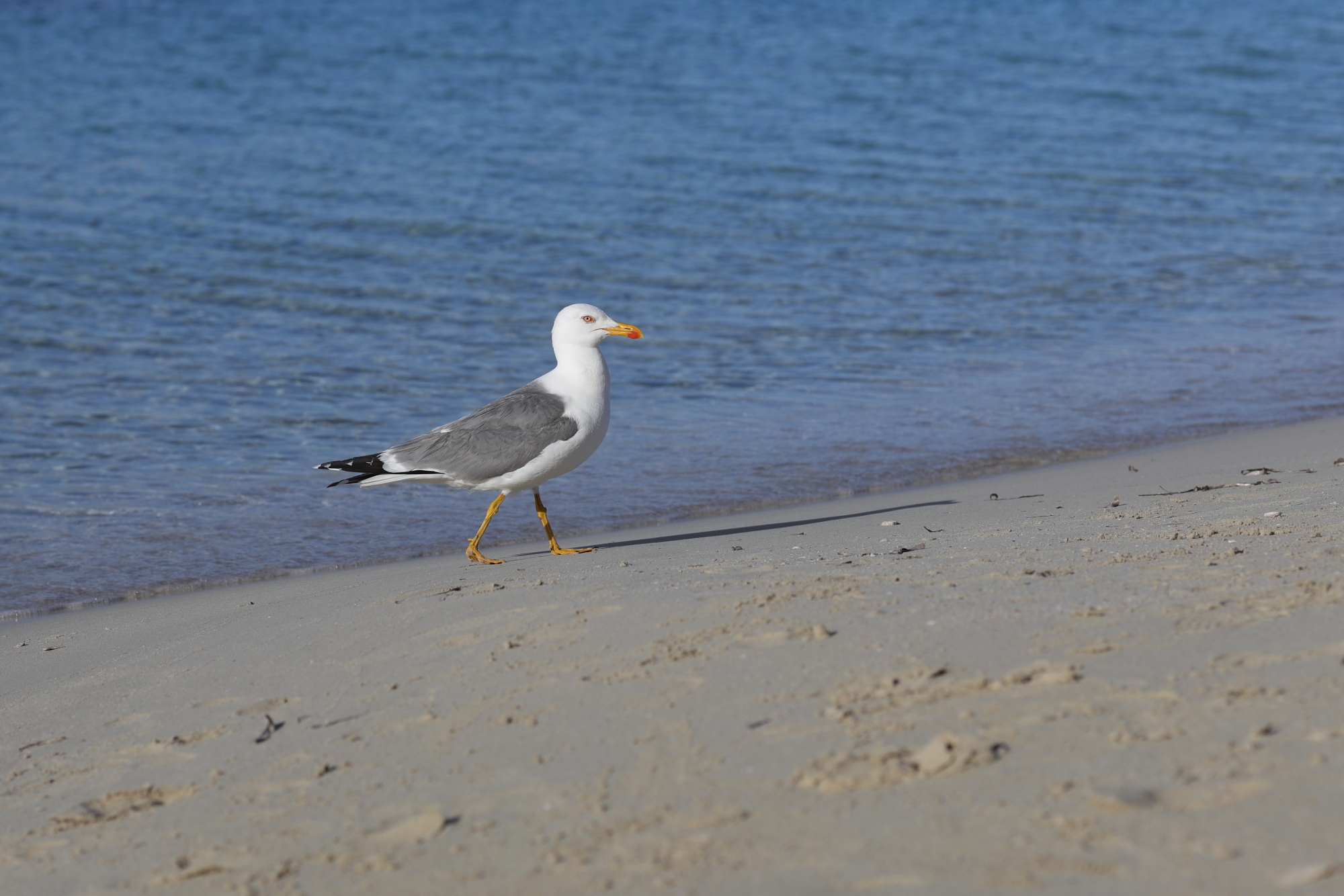 Seagull on the way