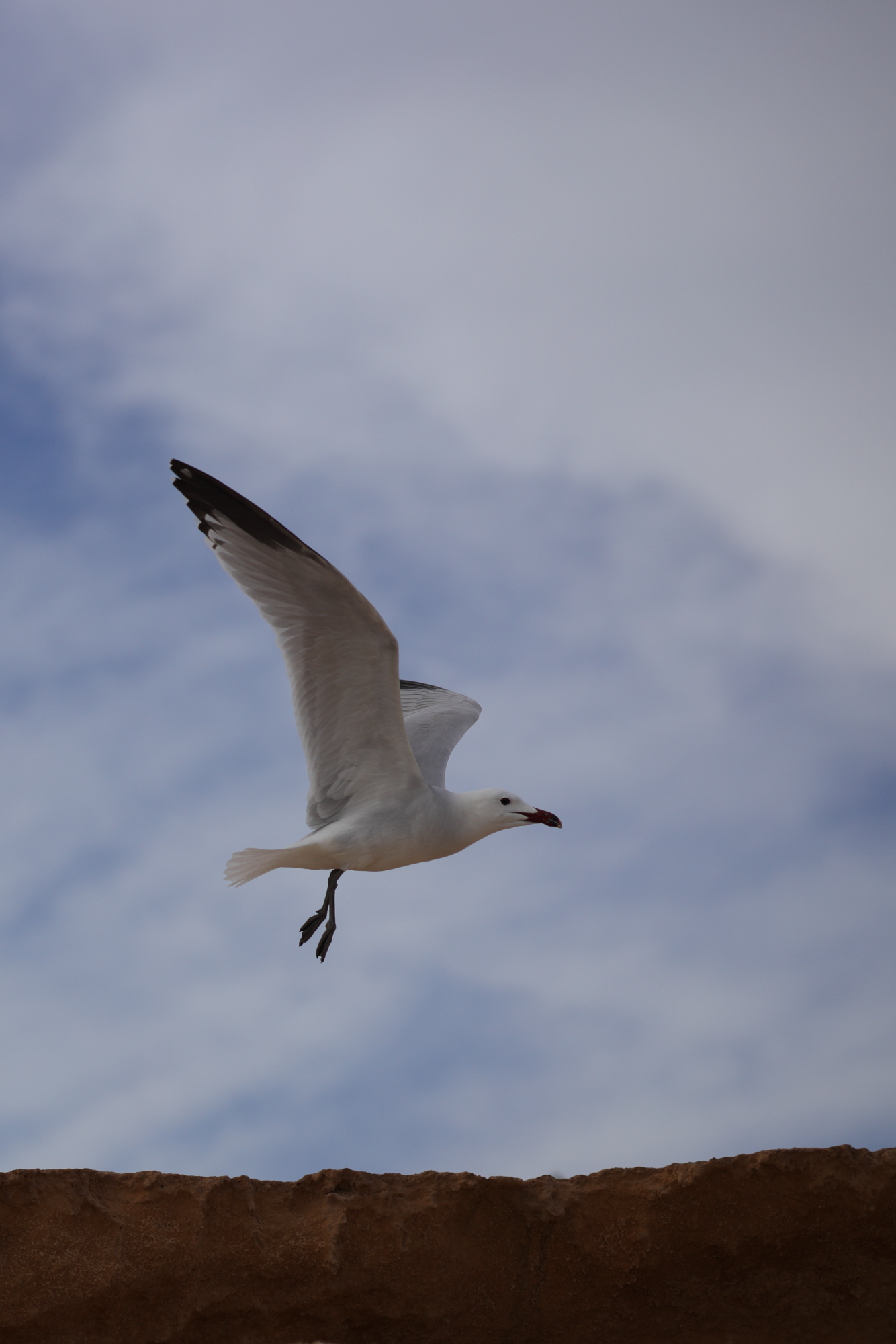 Runaway Gull (Formentera)