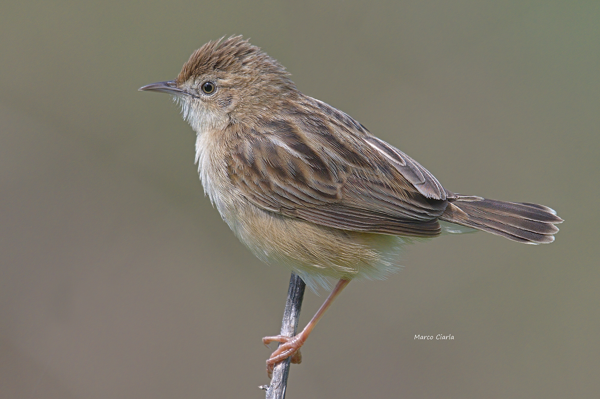 Beccamoschino Department (Cisticola juncidis)