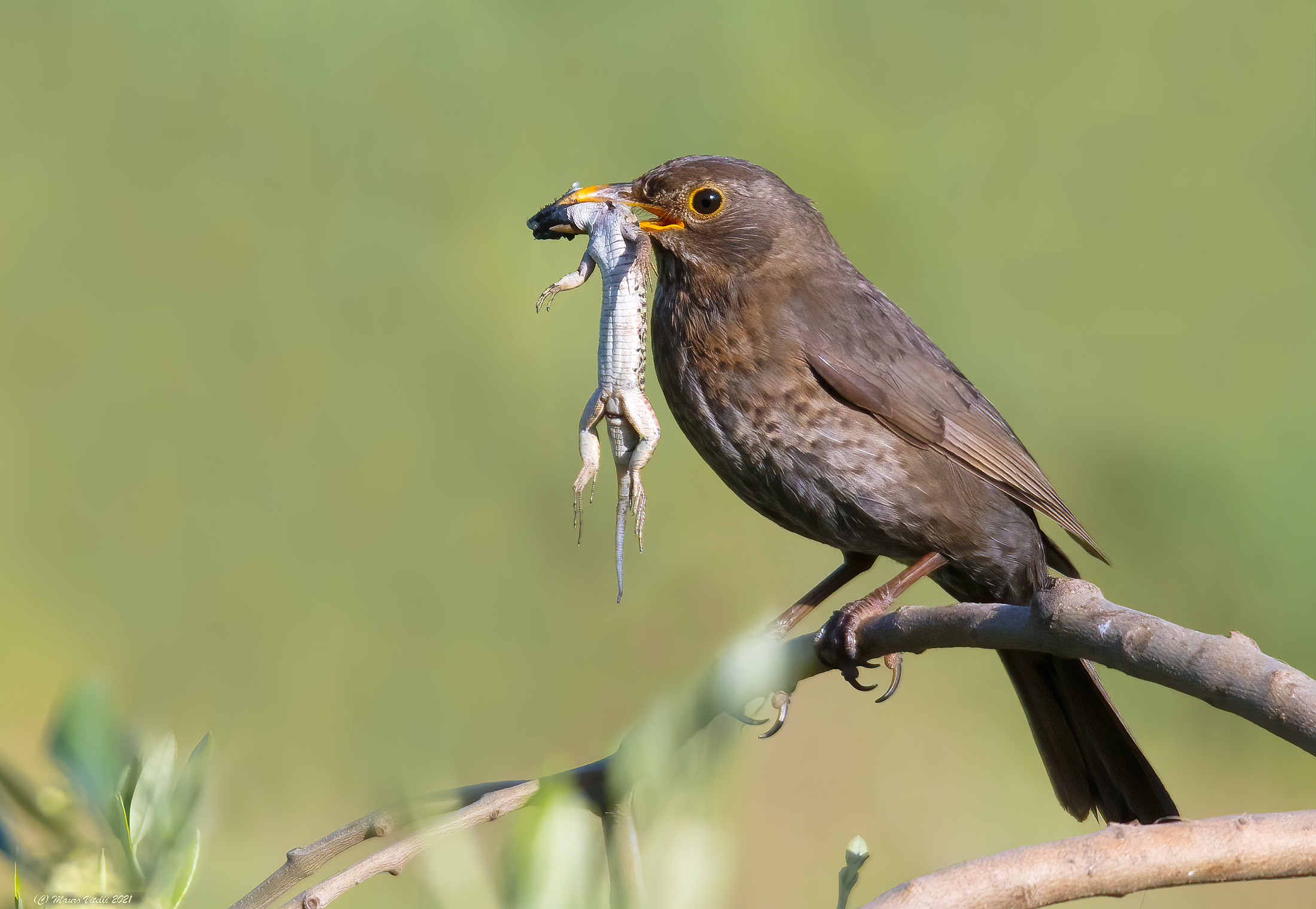 Great Catch for His Little Ones (Merlo F.)