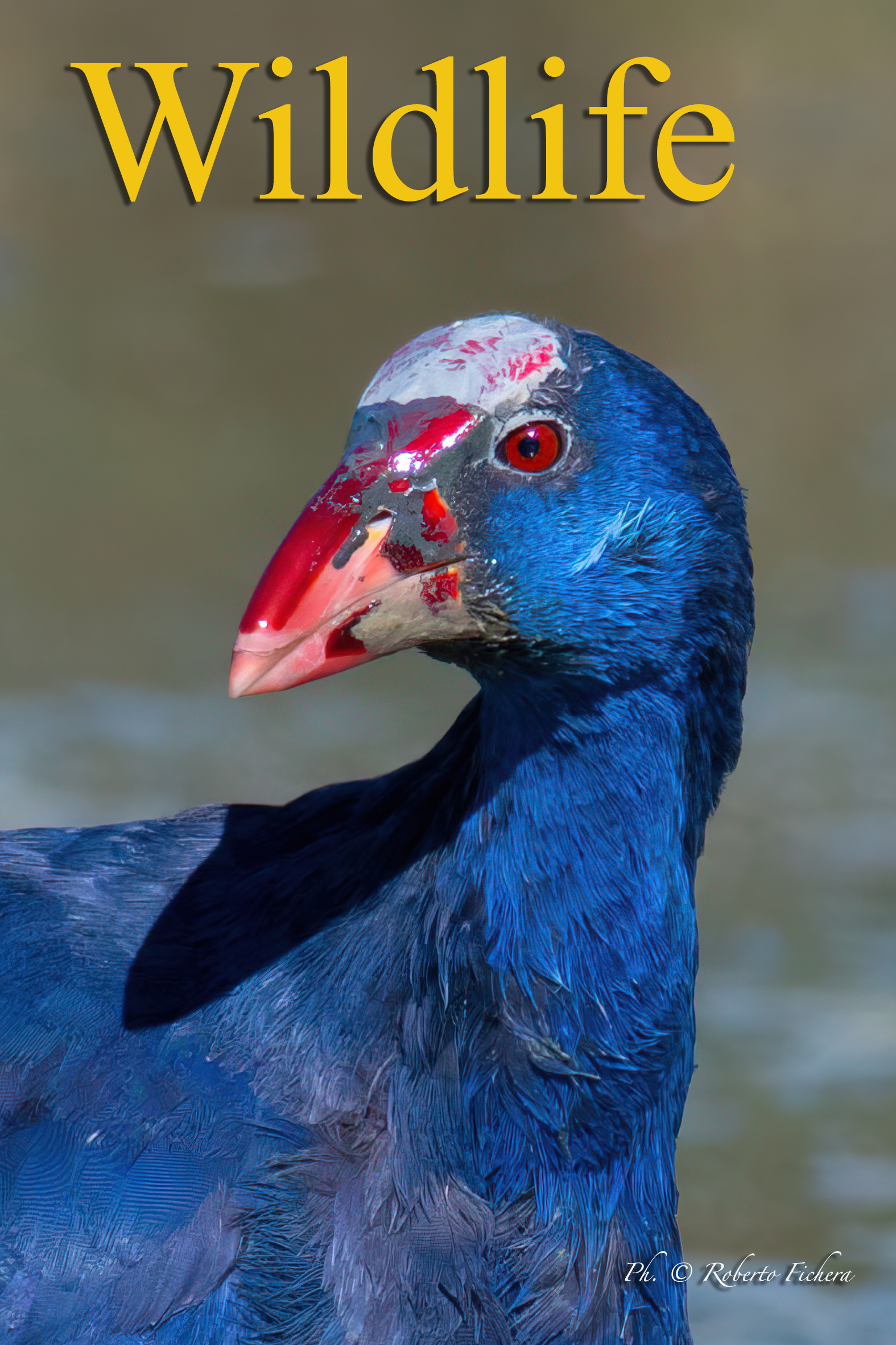 Pollo sultano