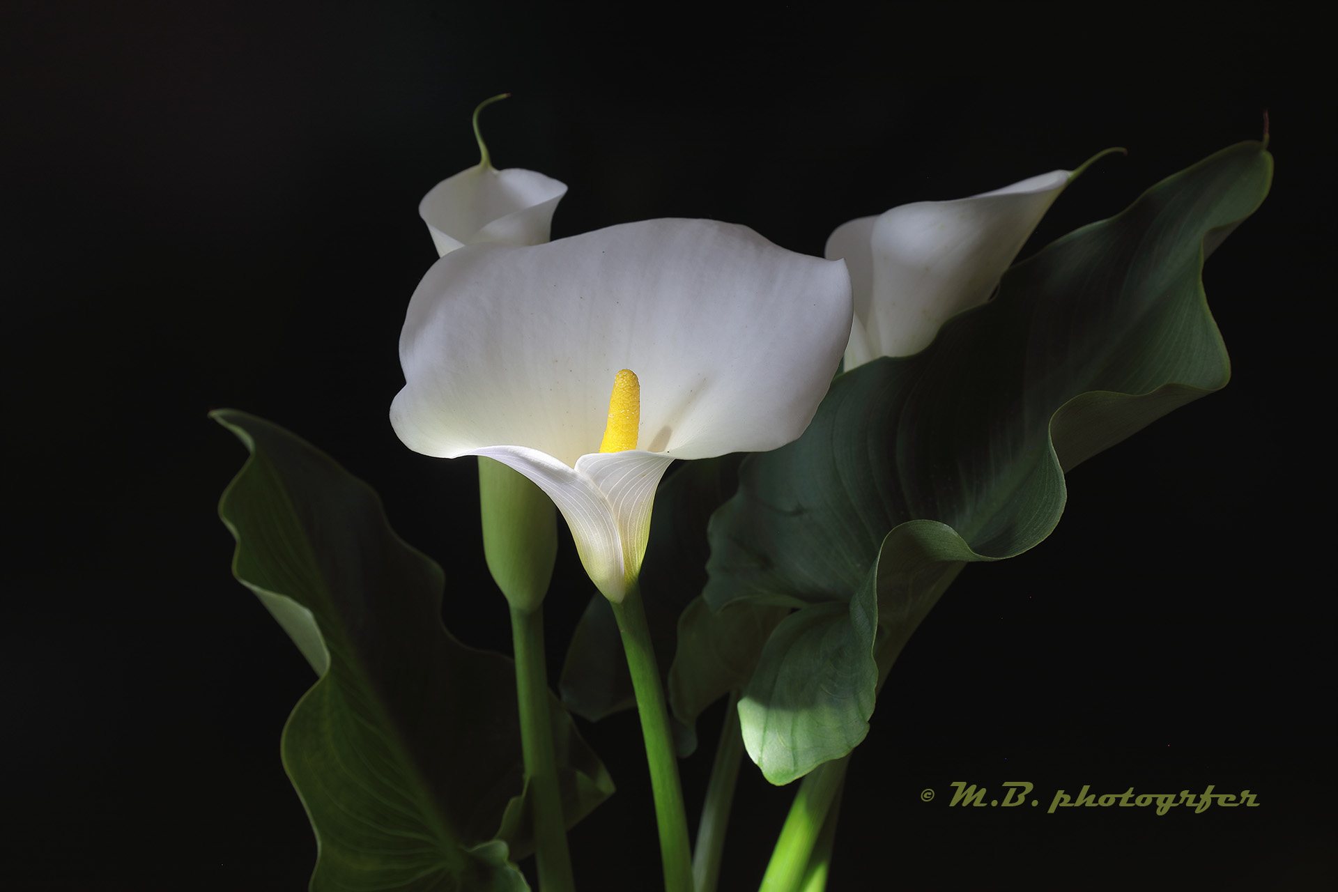 Calla