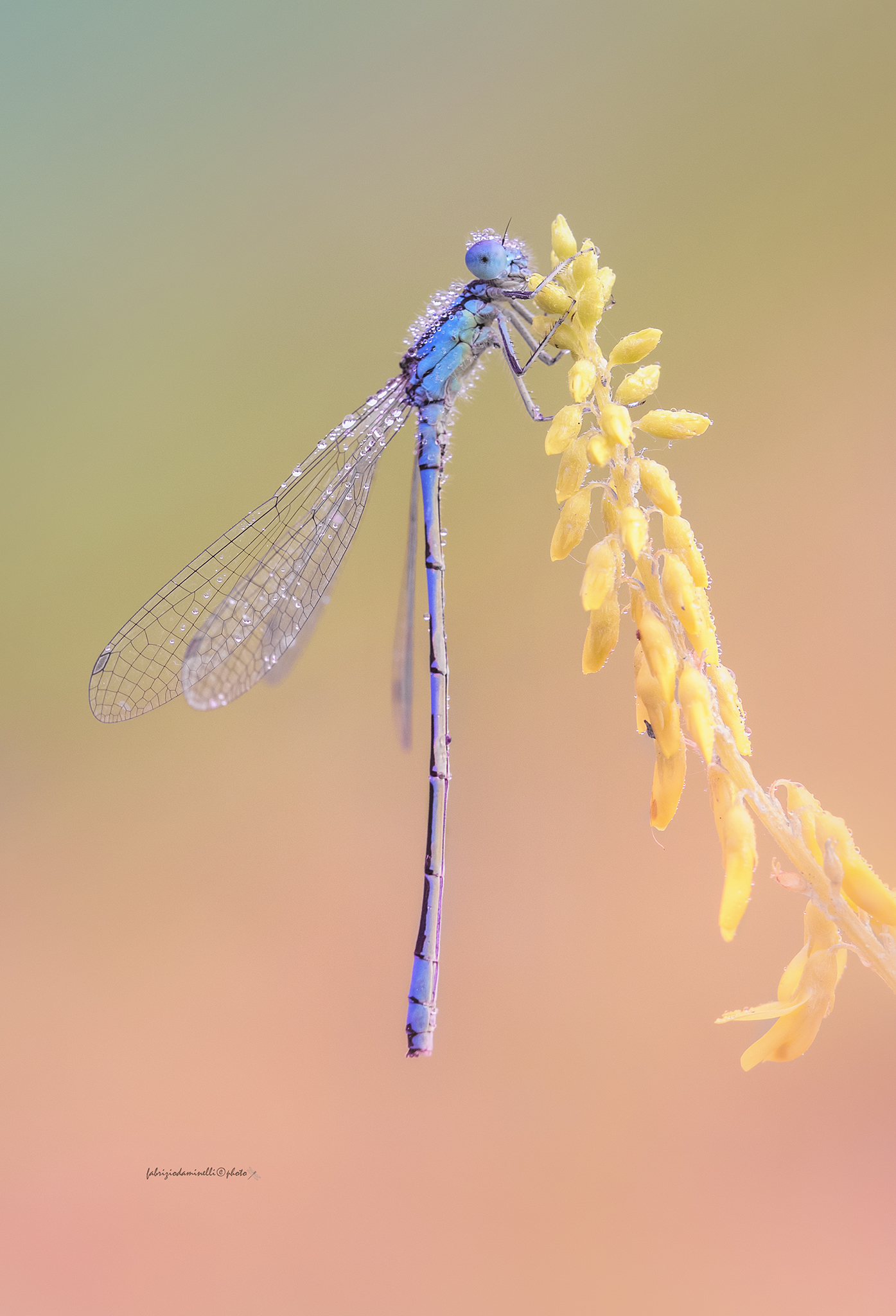 Coenagrion scitulum - maschio