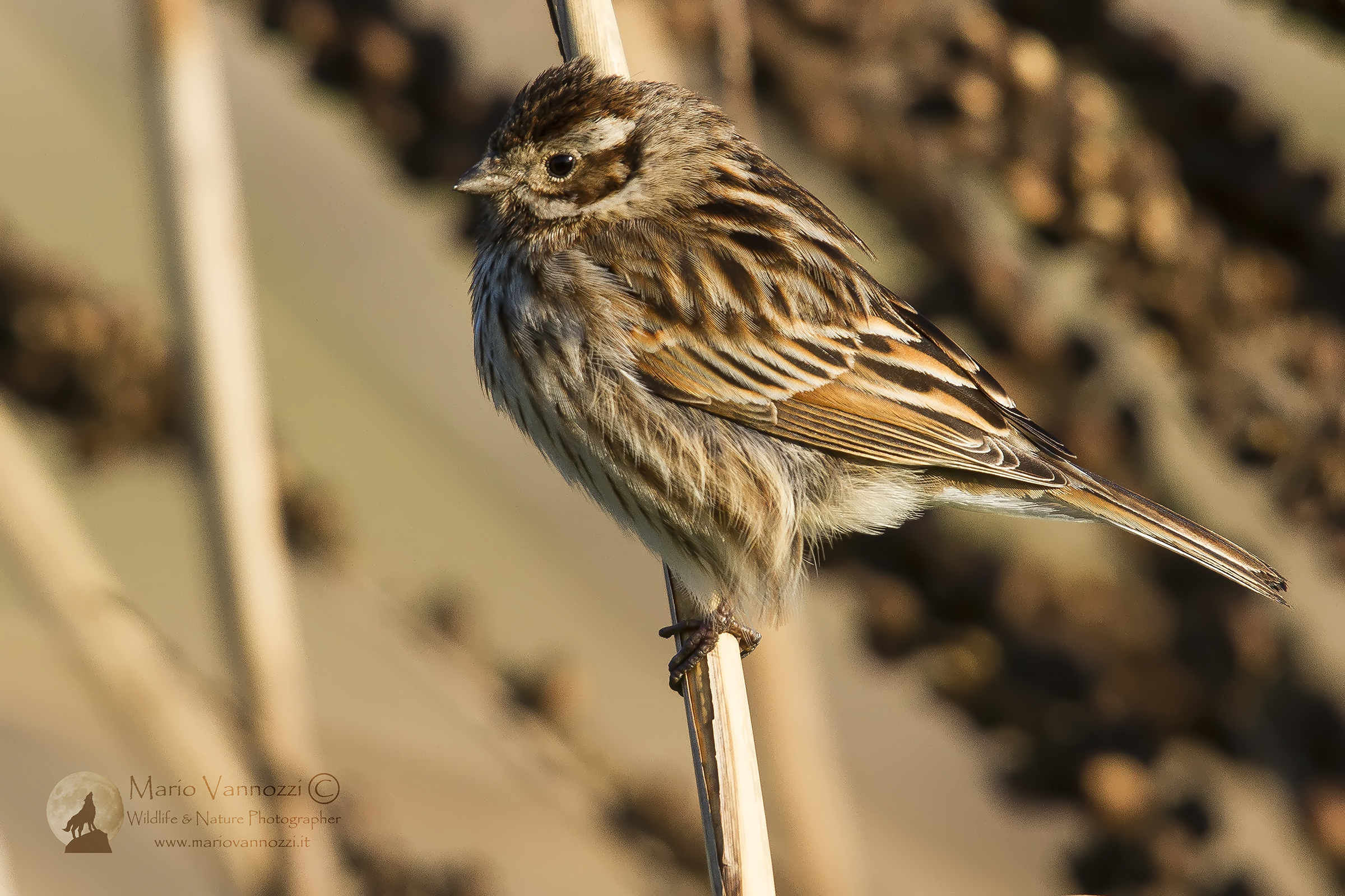 Migliarina...freddolosa