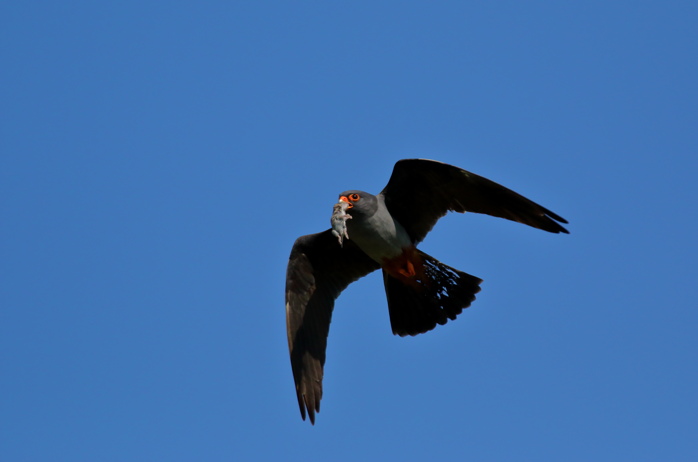 il dono alla femmina