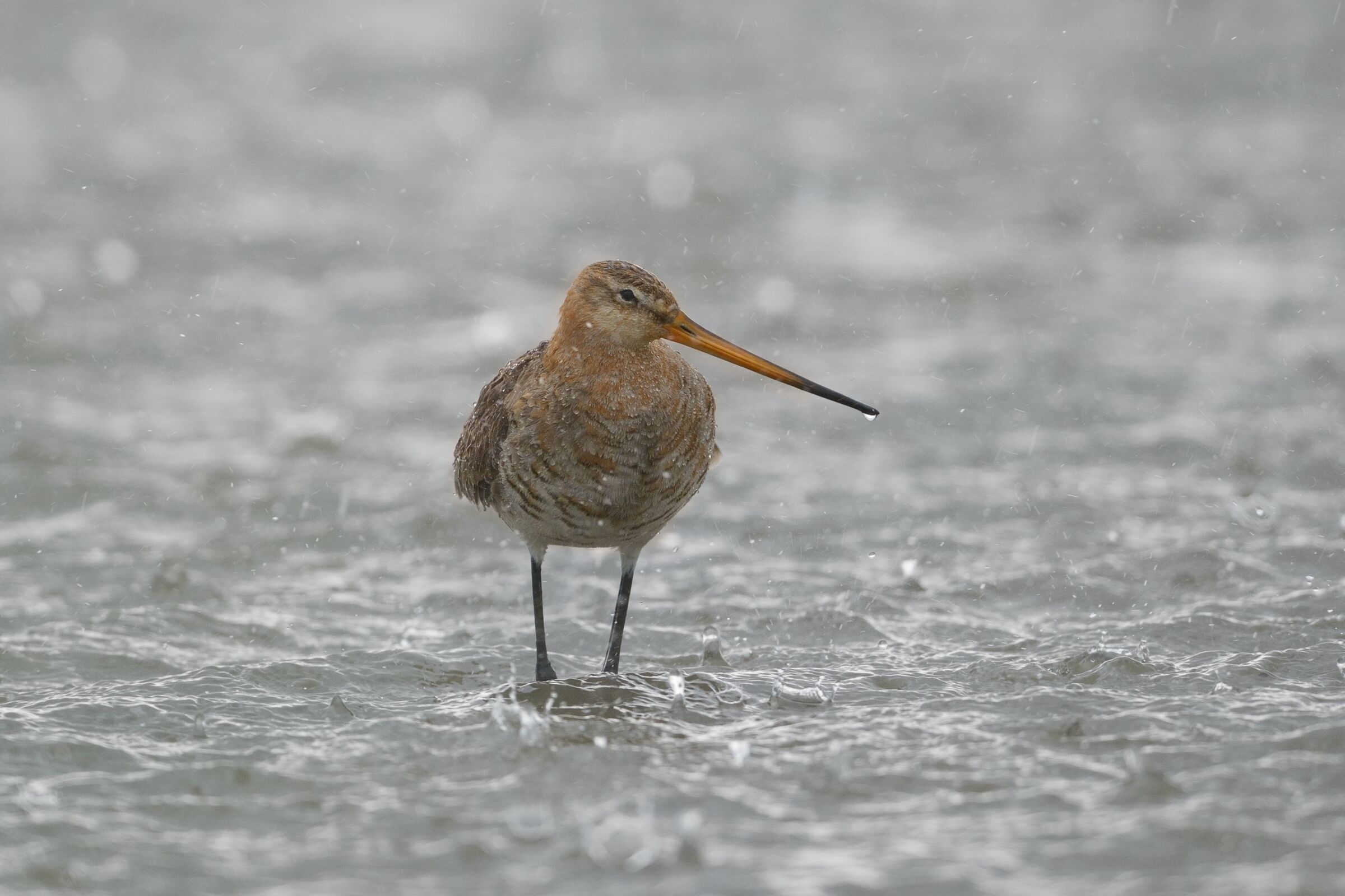 Pittima reale (Limosa limosa) nel temporale
